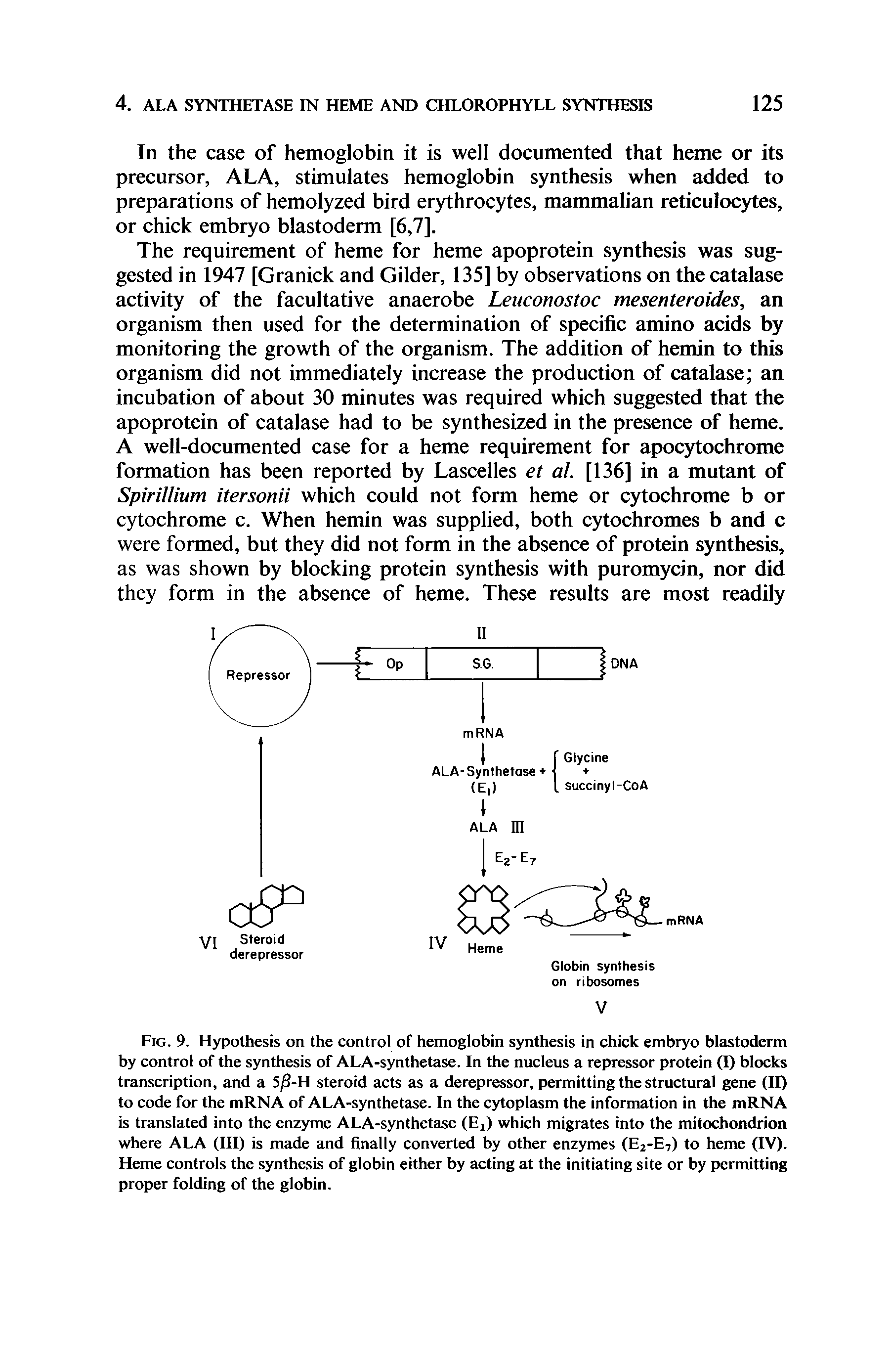 Fig. 9. Hypothesis on the control of hemoglobin synthesis in chick embryo blastoderm by control of the synthesis of ALA-synthetase. In the nucleus a repressor protein (I) blocks transcription, and a 5jS-H steroid acts as a derepressor, permitting the structural gene (II) to code for the mRNA of ALA-synthetase. In the cytoplasm the information in the mRNA is translated into the enzyme ALA-synthetase (E,) which migrates into the mitochondrion where ALA (III) is made and finally converted by other enzymes (E2-E7) to heme (IV). Heme controls the synthesis of globin either by acting at the initiating site or by permitting proper folding of the globin.