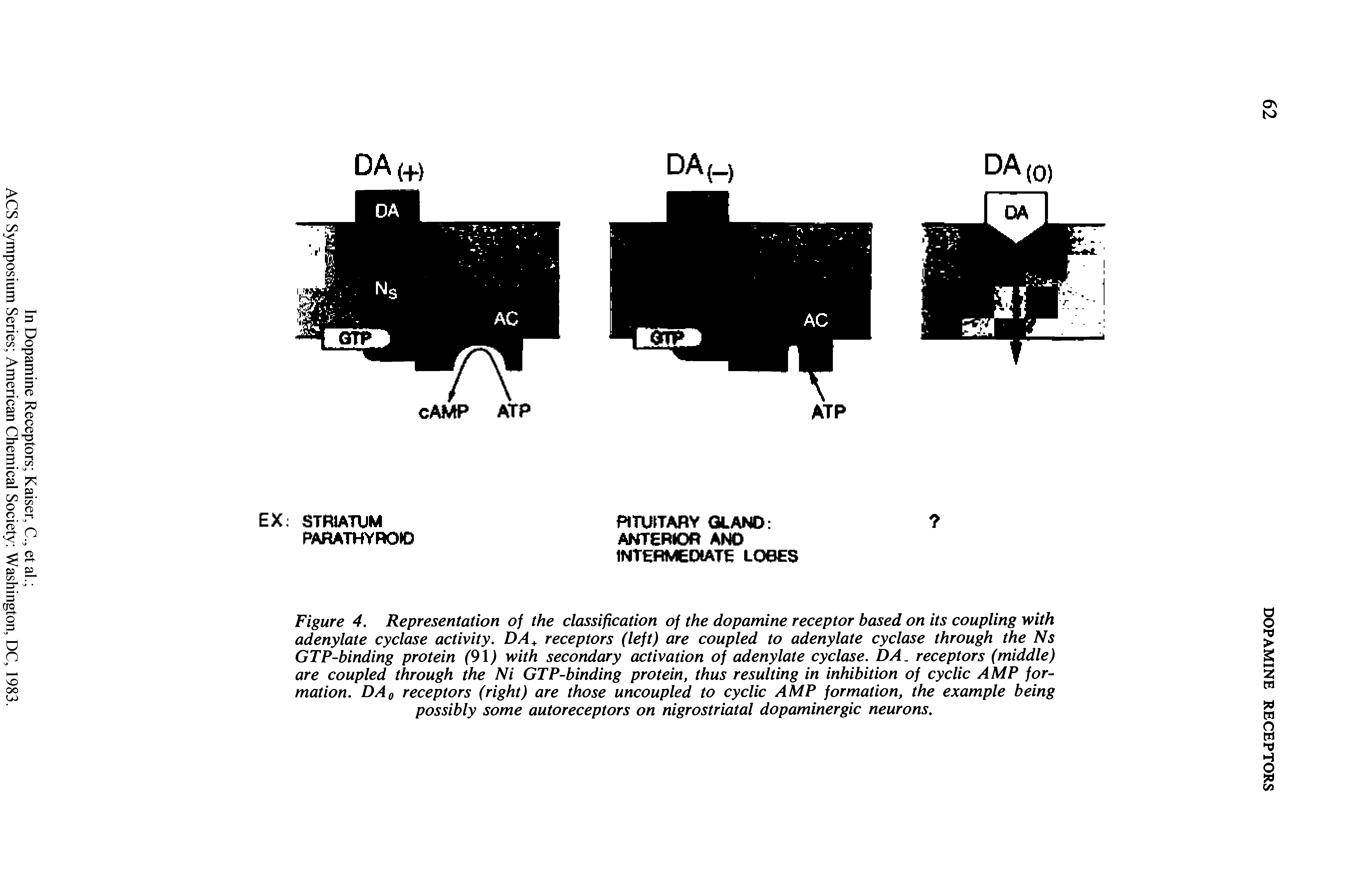 Figure 4. Representation of the classification of the dopamine receptor based on its coupling with adenylate cyclase activity. DA+ receptors (left) are coupled to adenylate cyclase through the Ns GTP-binding protein (91) with secondary activation of adenylate cyclase. DA. receptors (middle) are coupled through the Ni GTP-binding protein, thus resulting in inhibition of cyclic AMP formation. DA0 receptors (right) are those uncoupled to cyclic AMP formation, the example being possibly some autoreceptors on nigrostriatal dopaminergic neurons.