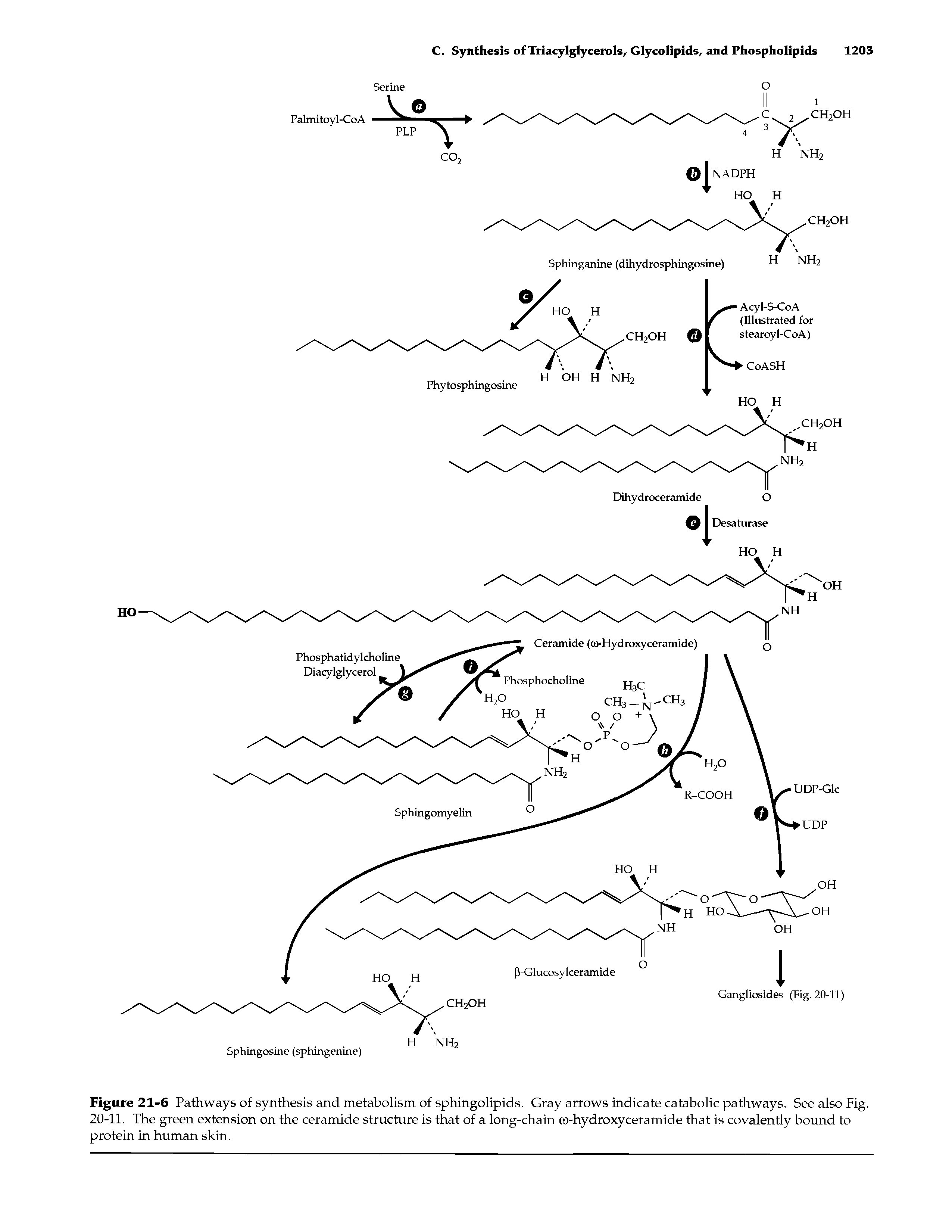 Figure 21-6 Pathways of synthesis and metabolism of sphingolipids. Gray arrows indicate catabolic pathways. See also Fig. 20-11. The green extension on the ceramide structure is that of a long-chain co-hydroxyceramide that is covalently bound to protein in human skin.