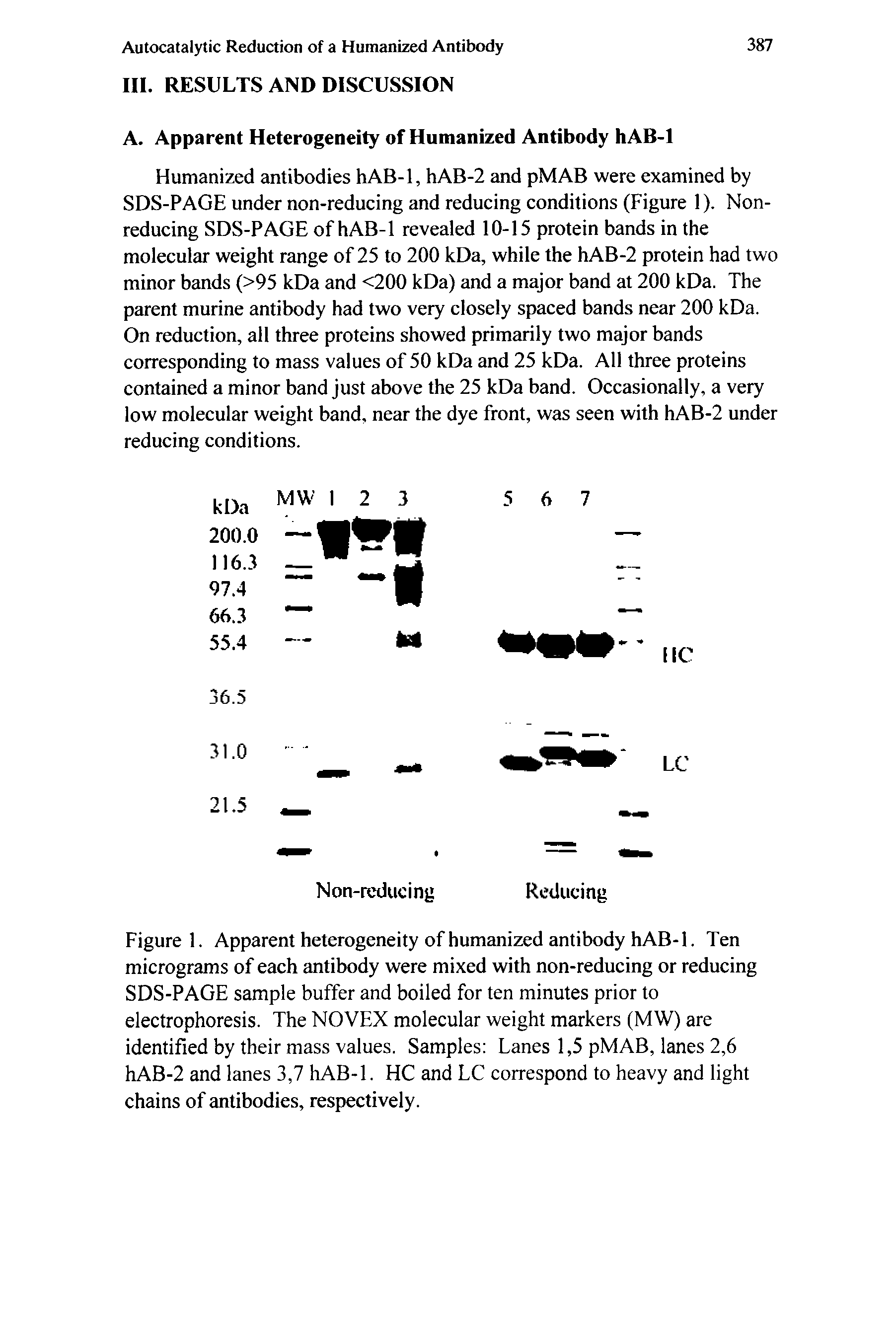 Figure 1. Apparent heterogeneity of humanized antibody hAB-1. Ten micrograms of each antibody were mixed with non-reducing or reducing SDS-PAGE sample buffer and boiled for ten minutes prior to electrophoresis. The NOVEX molecular weight markers (MW) are identified by their mass values. Samples Lanes 1,5 pMAB, lanes 2,6 hAB-2 and lanes 3,7 hAB-1. HC and LC correspond to heavy and light chains of antibodies, respectively.