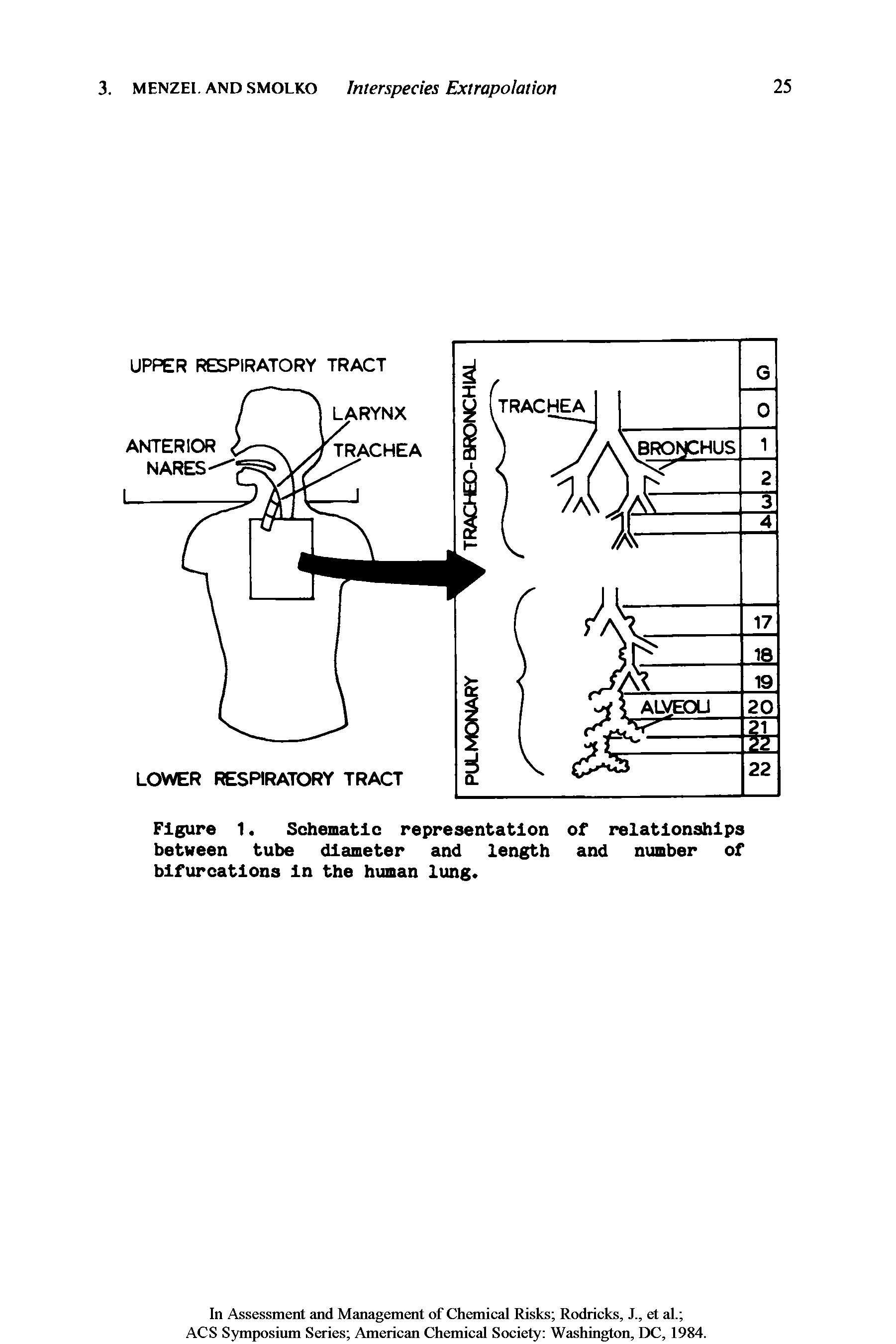 Figure 1. Schematic representation of relationships between tube diameter and length and number of bifurcations In the human lung.