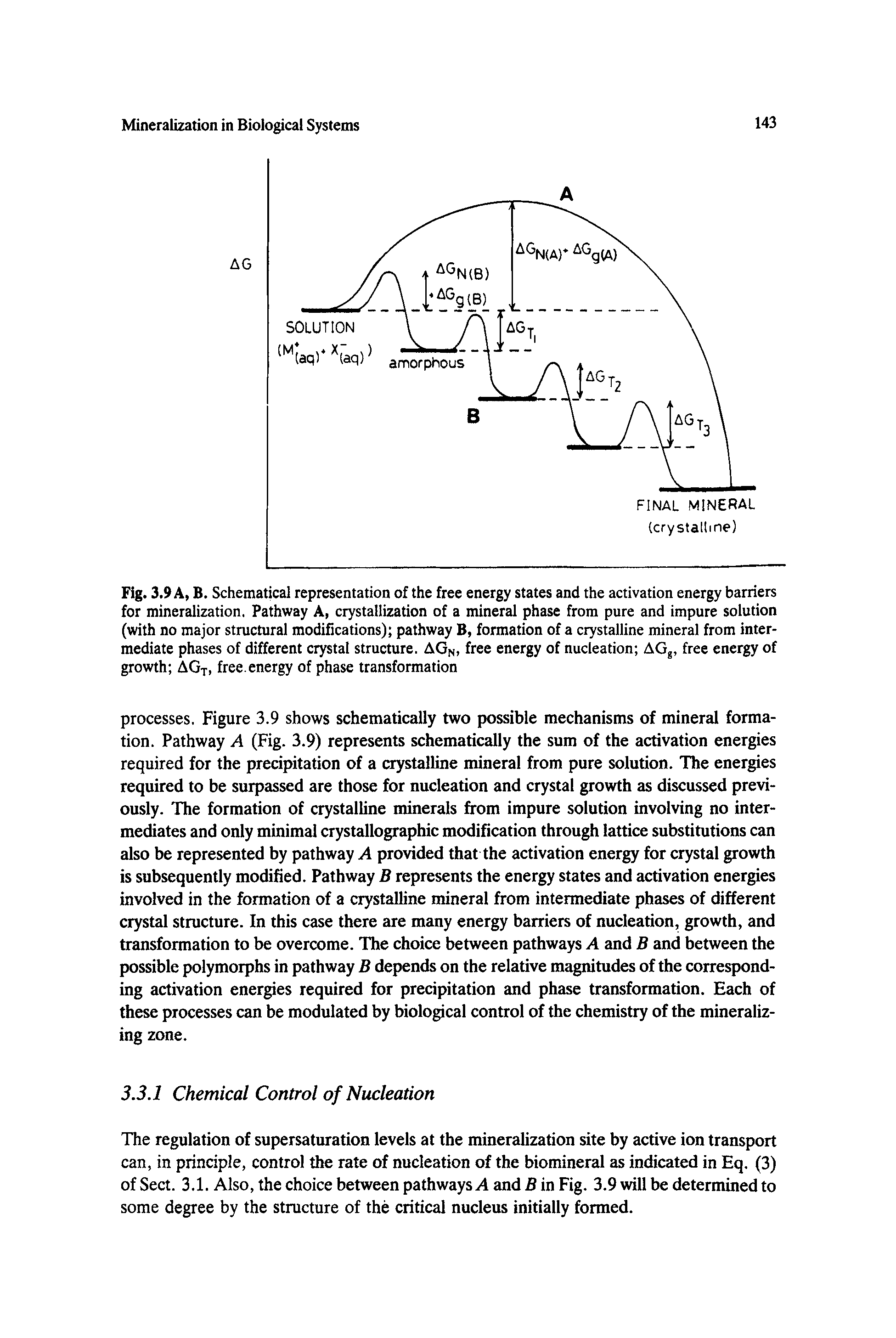 Fig. 3.9 A, B. Schematieai representation of the free energy states and the activation energy barriers for mineralization. Pathway A, crystallization of a mineral phase from pure and impure solution (with no major structural modifications) pathway B, formation of a crystalline mineral from intermediate phases of different crystal structure. AGn, free energy of nucleation AGg, free energy of growth AGx, free, energy of phase transformation...