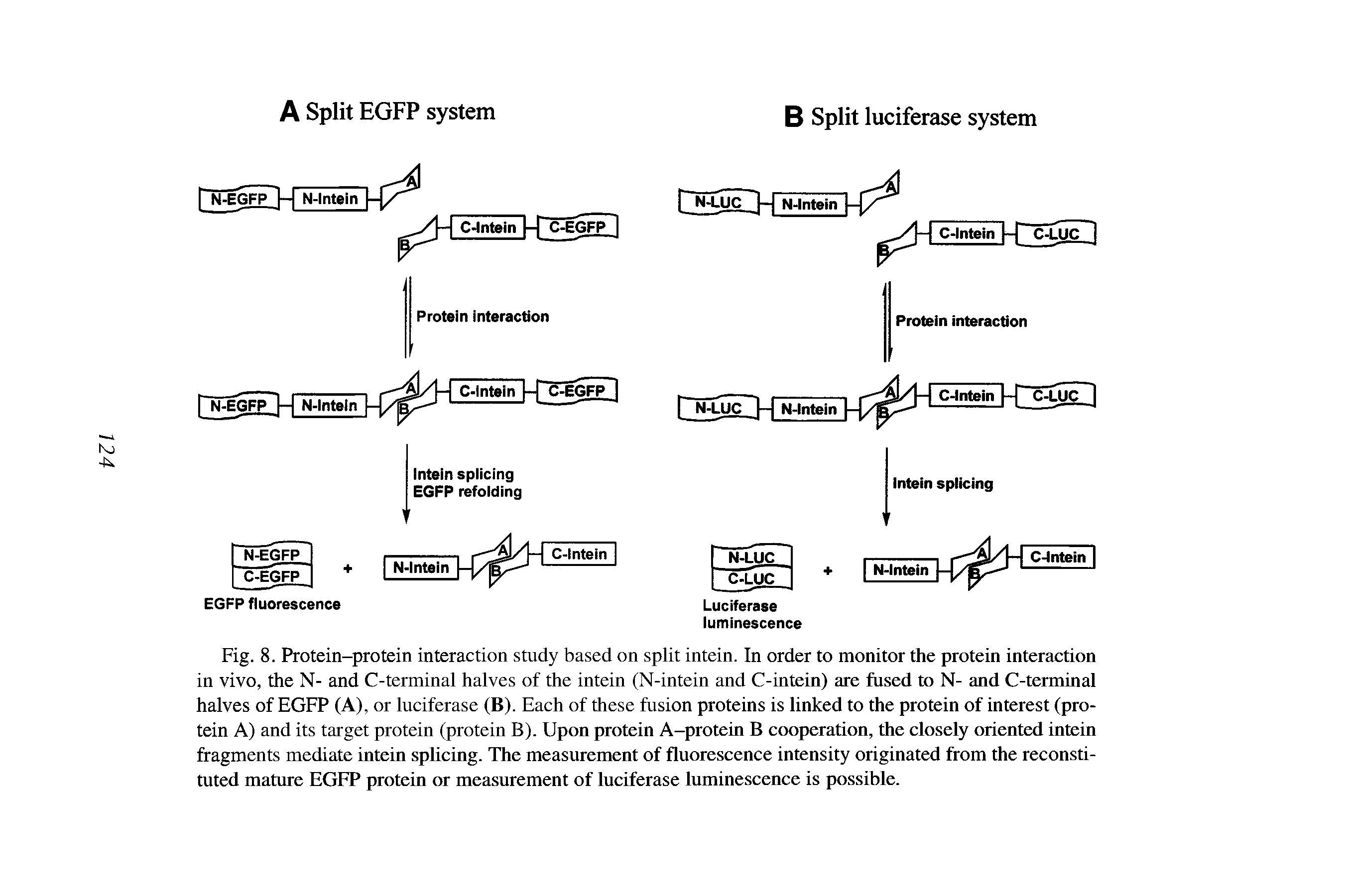 Fig. 8. Protein-protein interaction study based on split intein. In order to monitor the protein interaction in vivo, the N- and C-terminal halves of the intein (N-intein and C-intein) are fused to N- and C-terminal halves of EGFP (A), or luciferase (B). Each of these fusion proteins is linked to the protein of interest (protein A) and its target protein (protein B). Upon protein A-protein B cooperation, the closely oriented intein fragments mediate intein splicing. The measurement of fluorescence intensity originated from the reconstituted mature EGFP protein or measurement of luciferase luminescence is possible.