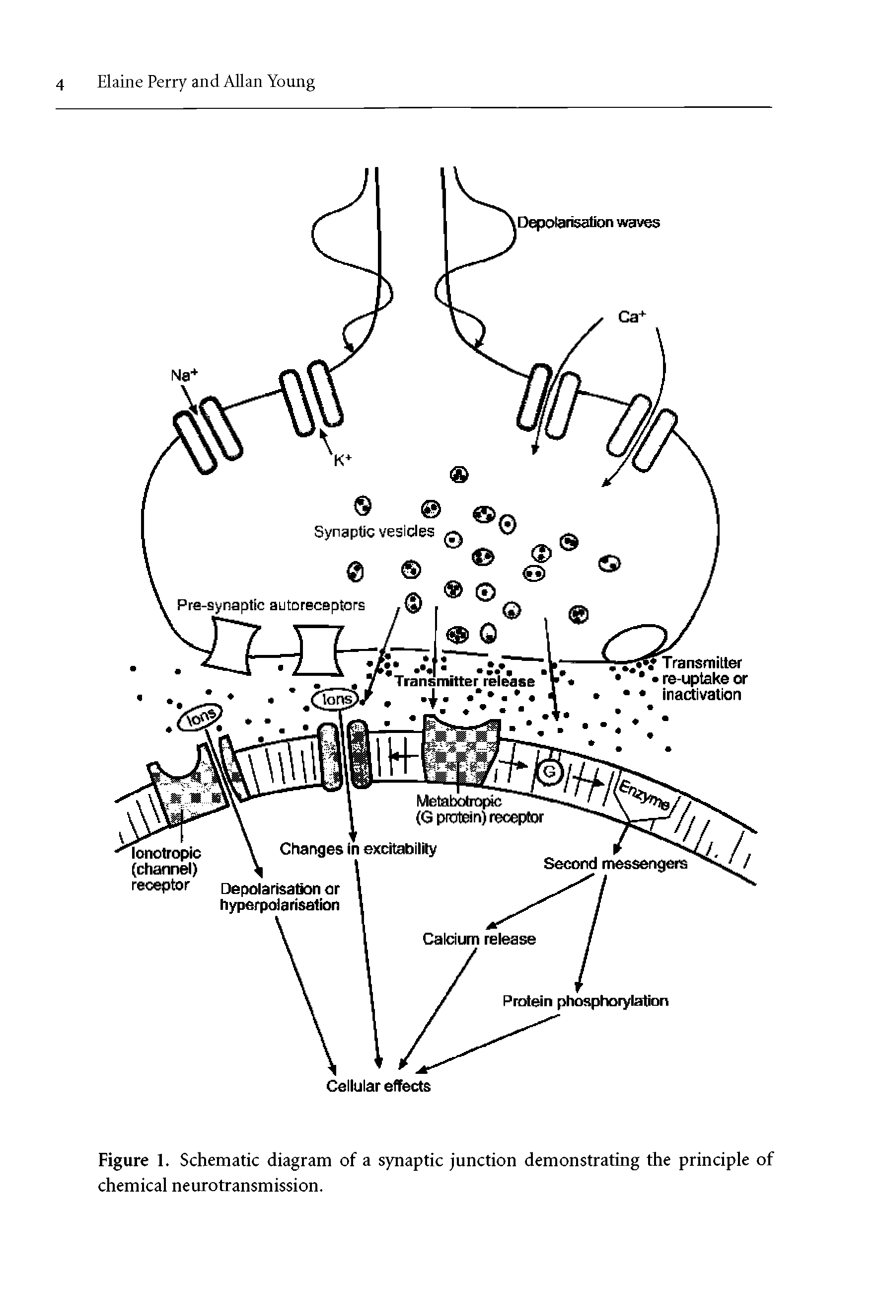 Figure 1. Schematic diagram of a synaptic junction demonstrating the principle of chemical neurotransmission.