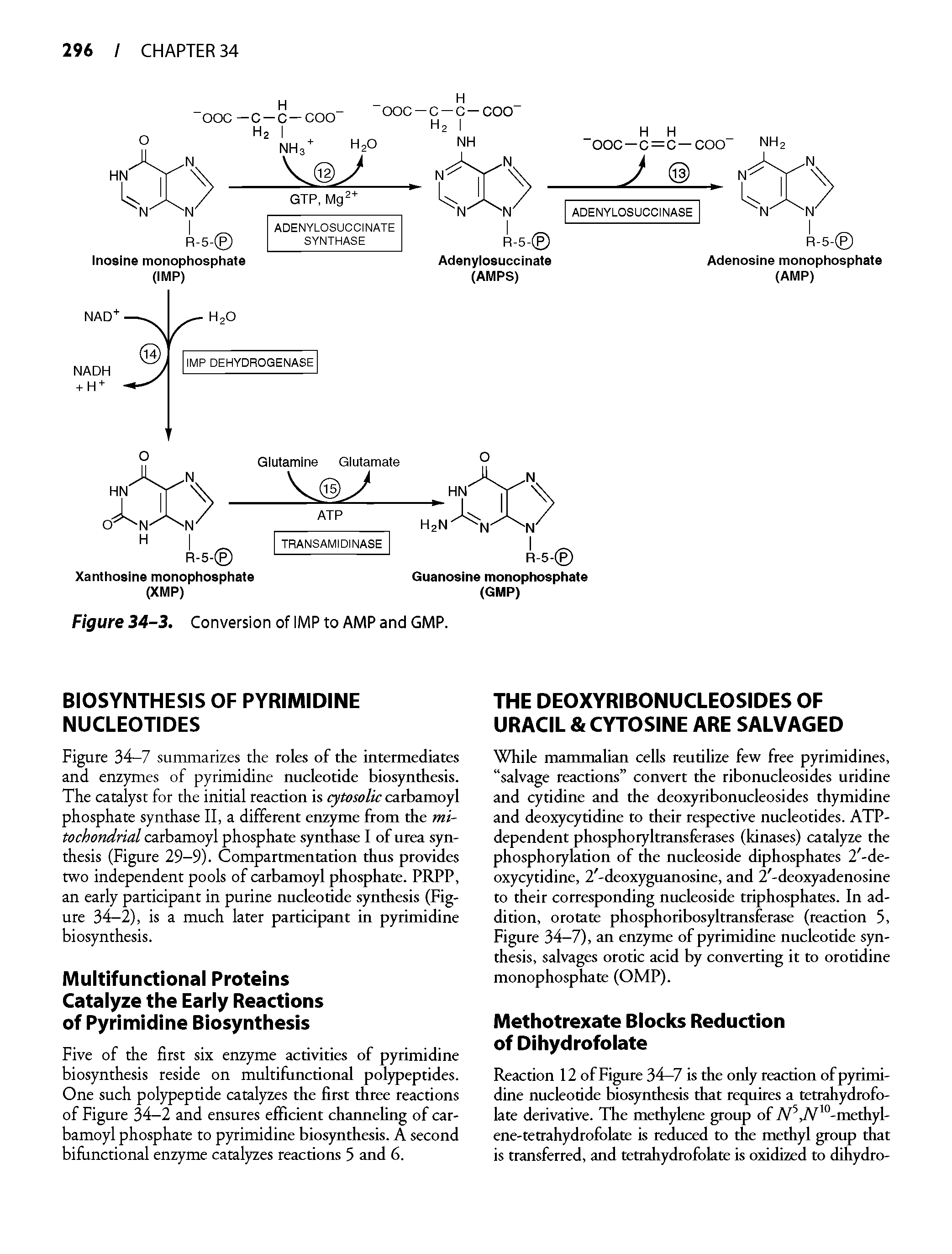 Figure 34-7 summarizes the roles of the intermediates and enzymes of pyrimidine nucleotide biosynthesis. The catalyst for the initial reaction is cytosolic carbamoyl phosphate synthase II, a different enzyme from the mitochondrial carbamoyl phosphate synthase I of urea synthesis (Figure 29-9). Compartmentation thus provides two independent pools of carbamoyl phosphate. PRPP, an early participant in purine nucleotide synthesis (Figure 34-2), is a much later participant in pyrimidine biosynthesis.