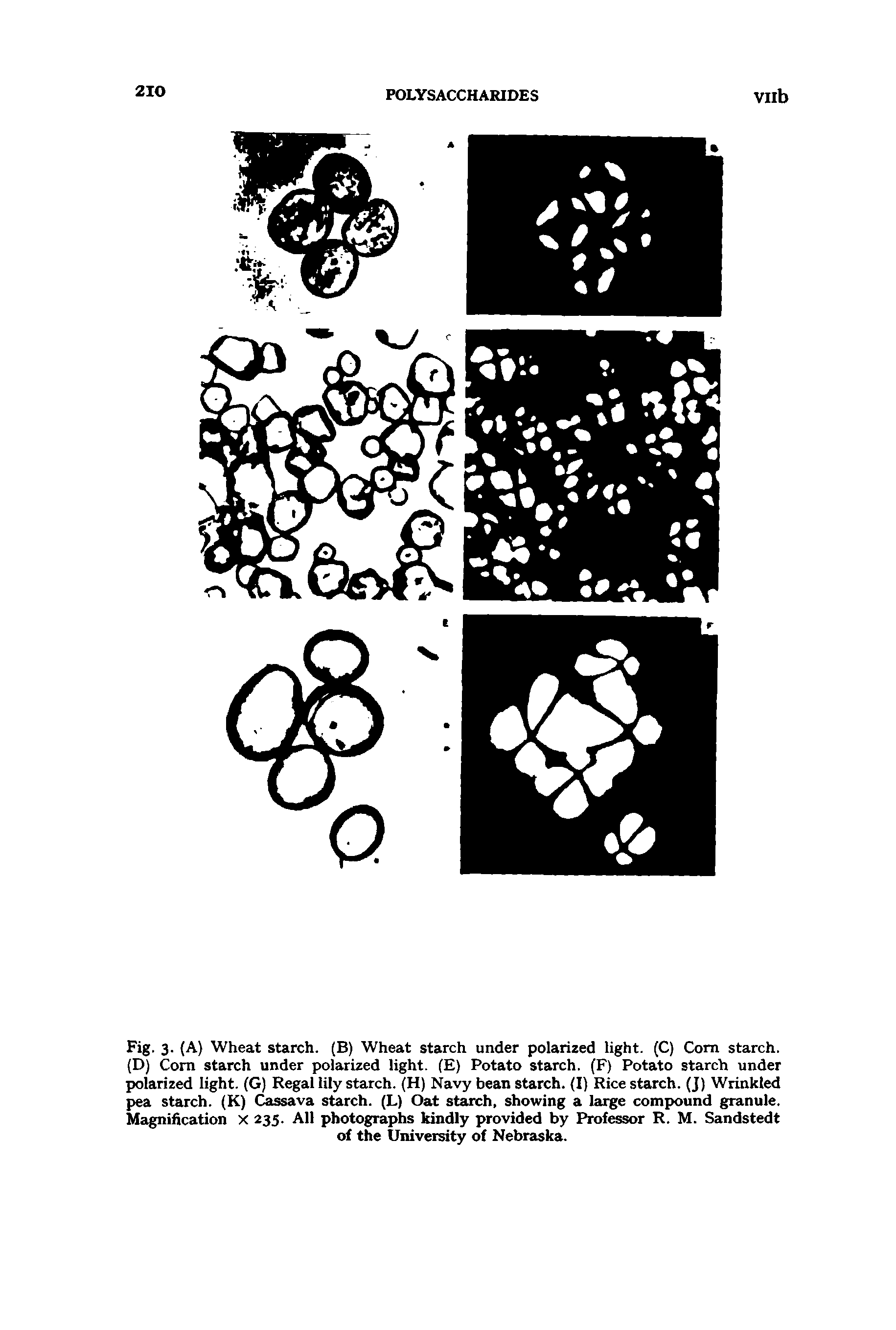 Fig. 3. (A) Wheat starch. (B) Wheat starch under polarized light. (C) Com starch. (D) Cora starch under polarized light. ( ) Potato starch. (P) Potato starch under polarized light. (G) Regal lily starch. (H) Navy bean starch. I) Rice starch. (J) Wrinkled pea starch. (K) Cassava starch. (L) Oat starch, lowing a large compound granule. Magnification x 235. All photographs kindly provided by Professor R. M. Sandstedt of the University of Nebraska.