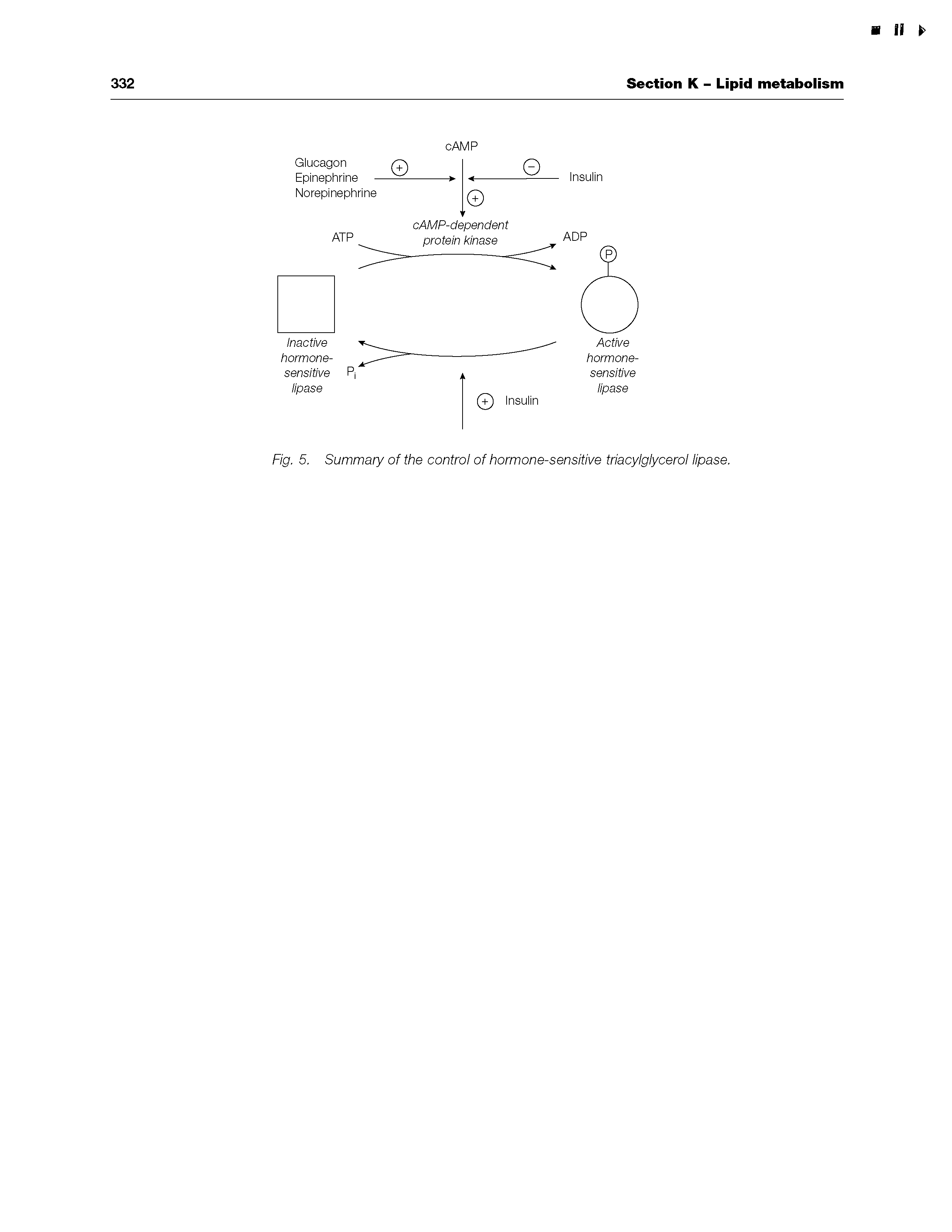 Fig. 5. Summary of the control of hormone-sensitive triacylglycerol lipase.