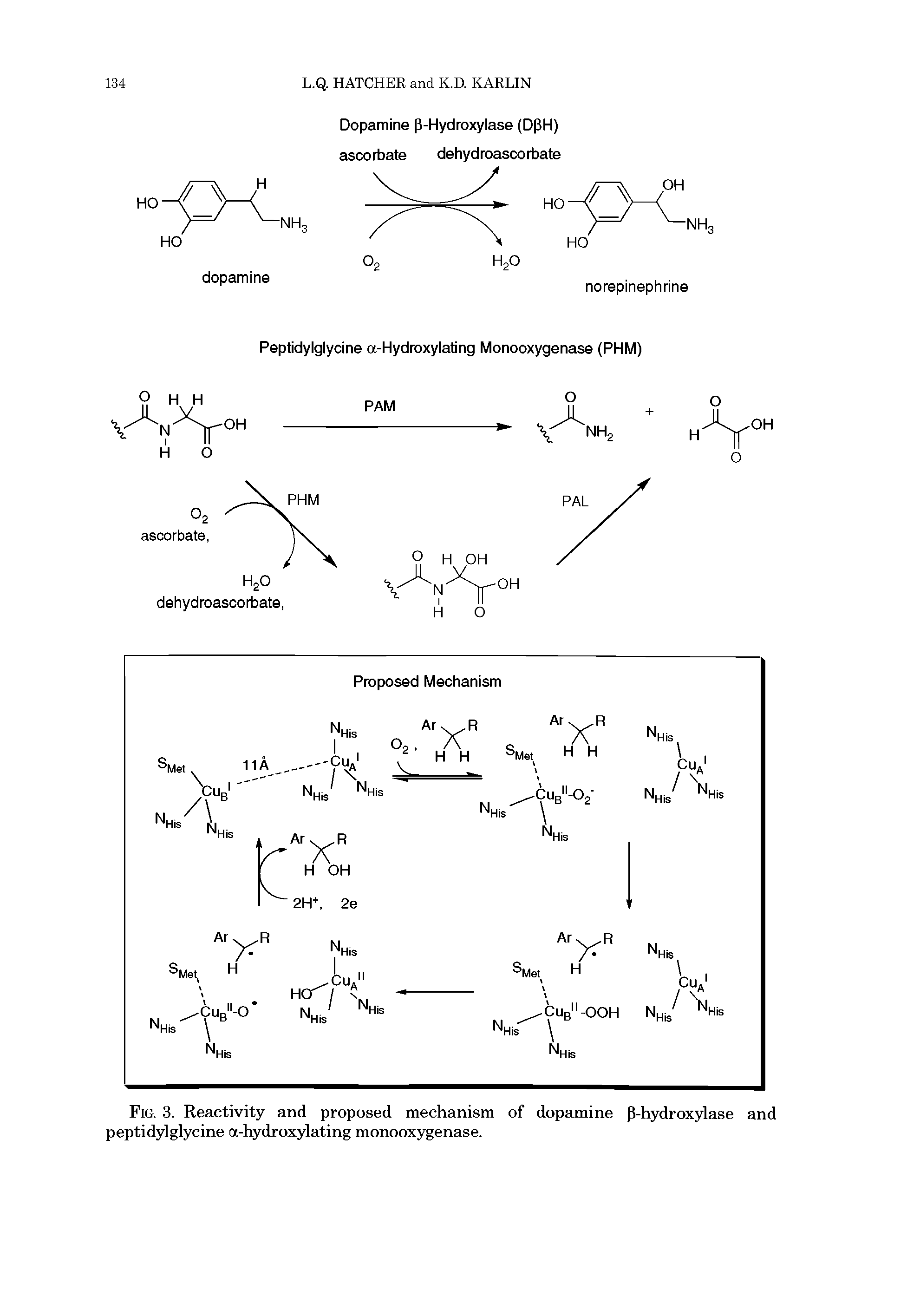 Fig. 3. Reactivity and proposed mechanism of dopamine P-hydroxylase and peptidylglycine a-hydroxylating monooxygenase.