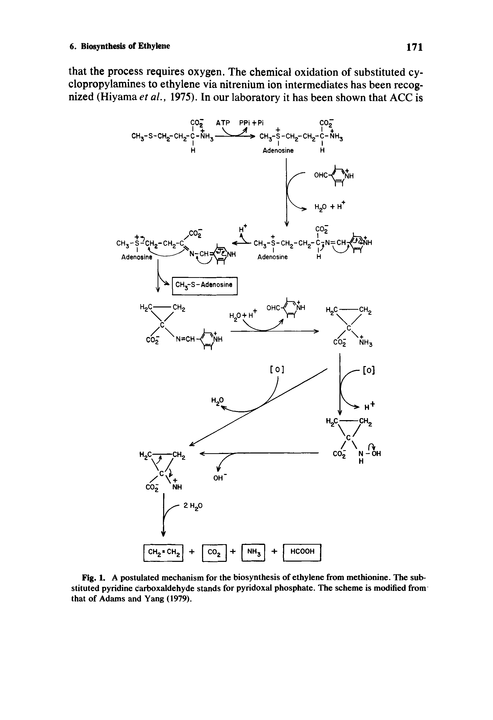 Fig. 1. A postulated mechanism for the biosynthesis of ethylene from methionine. The substituted pyridine c arboxaldehyde stands for pyridoxal phosphate. The scheme is modified from that of Adams and Yang (1979).
