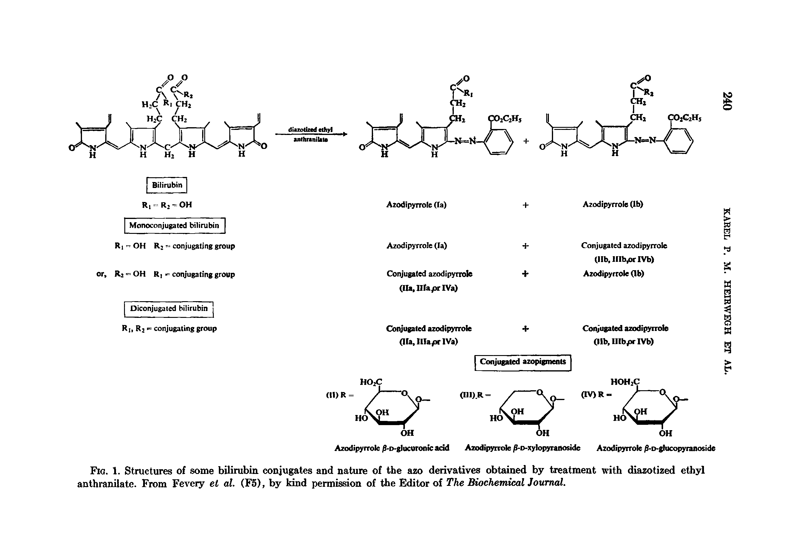 Fig. 1. Structures of some bilirubin conjugates and nature of the azo derivatives obtained by treatment with diazotized ethyl anthranilate. From Fevery et al. (F5), by kind permission of the Editor of The BiochemicalJoumal.