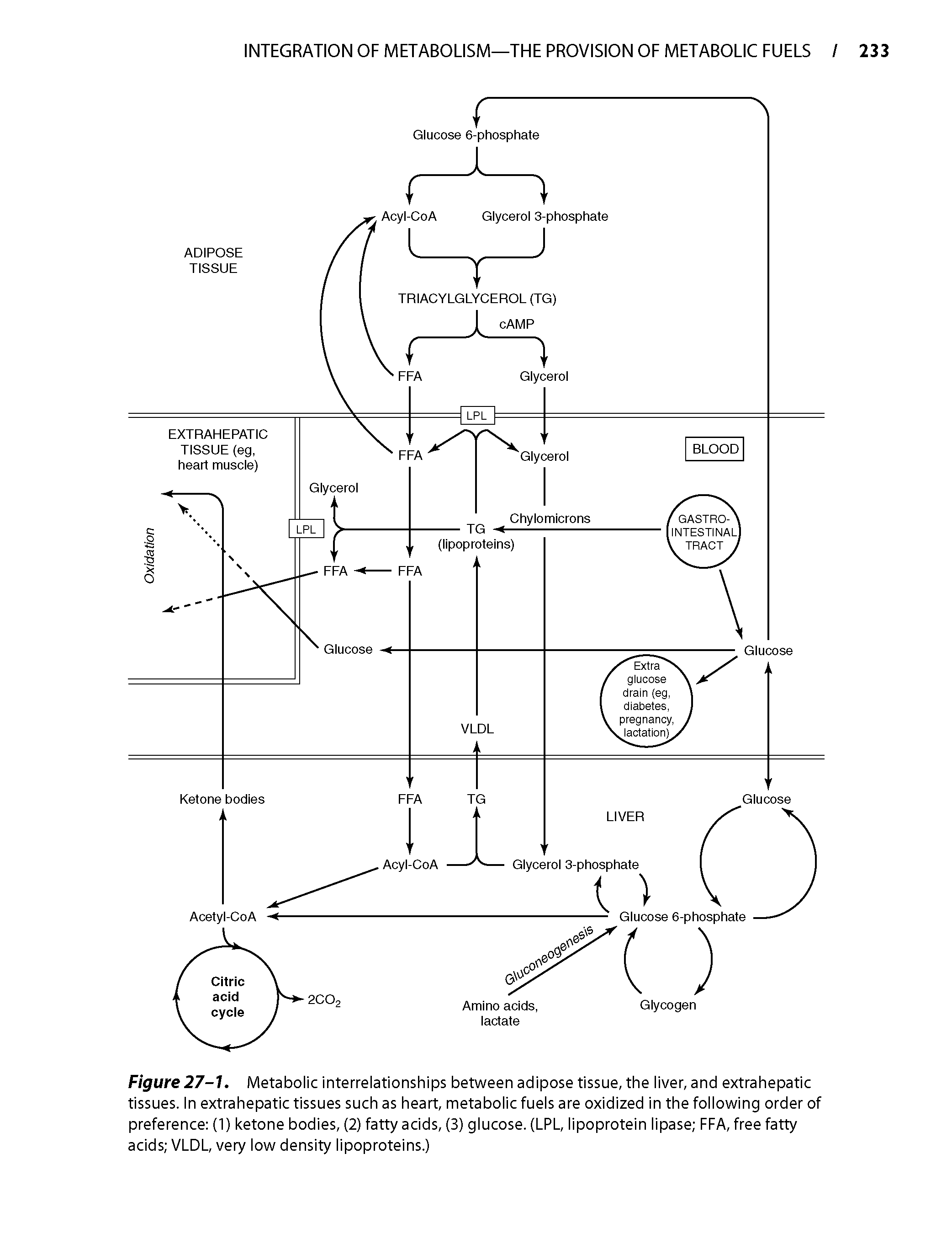 Figure 27-1. Metabolic interrelationships between adipose tissue, the liver, and extrahepatic tissues. In extrahepatic tissues such as heart, metabolic fuels are oxidized in the following order of preference (1) ketone bodies, (2) fatty acids, (3) glucose. (LPL, lipoprotein lipase FFA, free fatty acids VLDL, very low density lipoproteins.)...