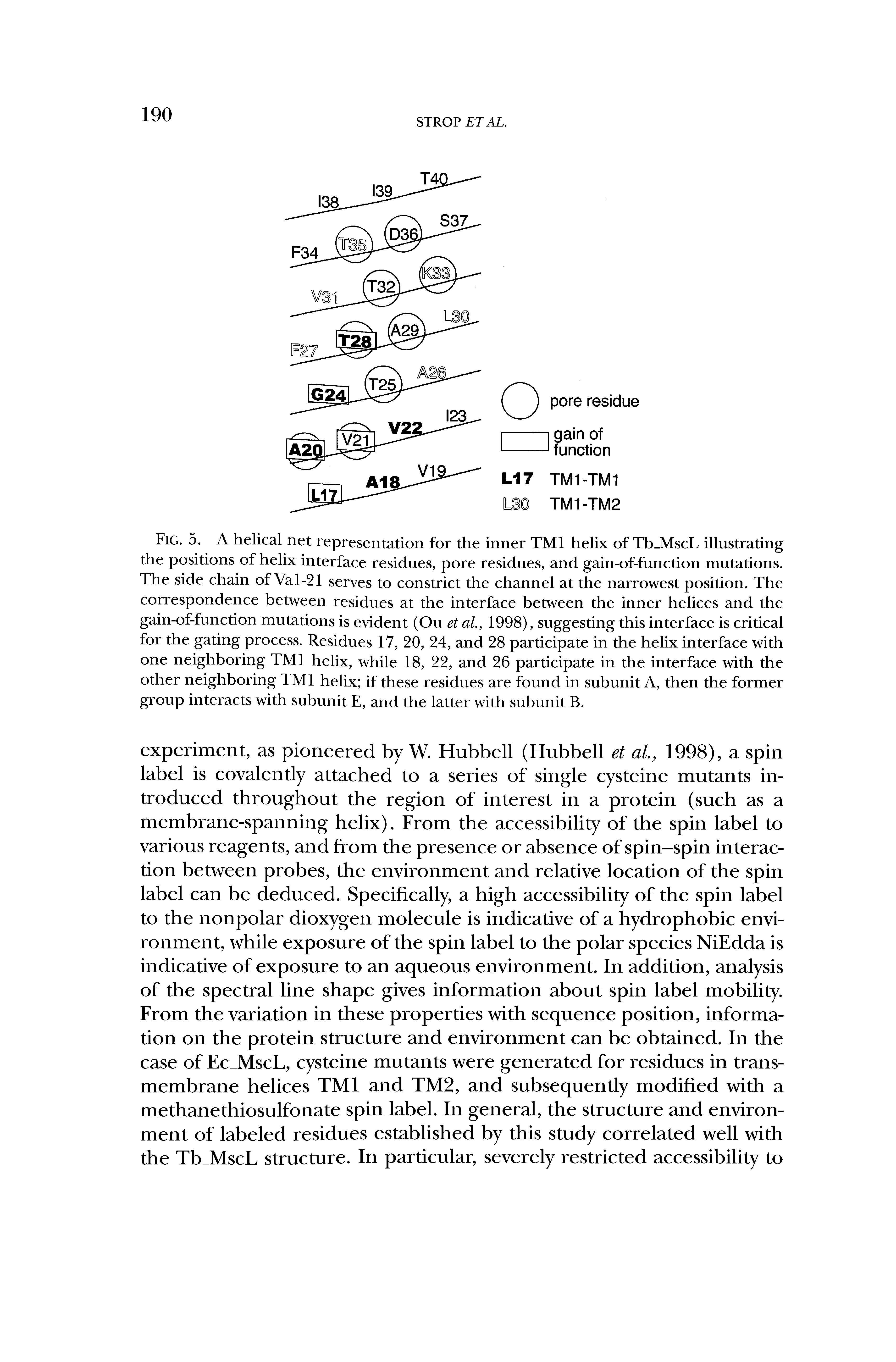 Fig. 5. A helical net representation for the inner TM1 helix of Tb MscL illustrating the positions of helix interface residues, pore residues, and gain-of-function mutations. The side chain of Val-21 serves to constrict the channel at the narrowest position. The correspondence between residues at the interface between the inner helices and the gain-of-function mutations is evident (Ou et al., 1998), suggesting this interface is critical for the gating process. Residues 17, 20, 24, and 28 participate in the helix interface with one neighboring TM1 helix, while 18, 22, and 26 participate in the interface with the other neighboring TM1 helix if these residues are found in subunit A, then the former group interacts with subunit E, and the latter with subunit B.