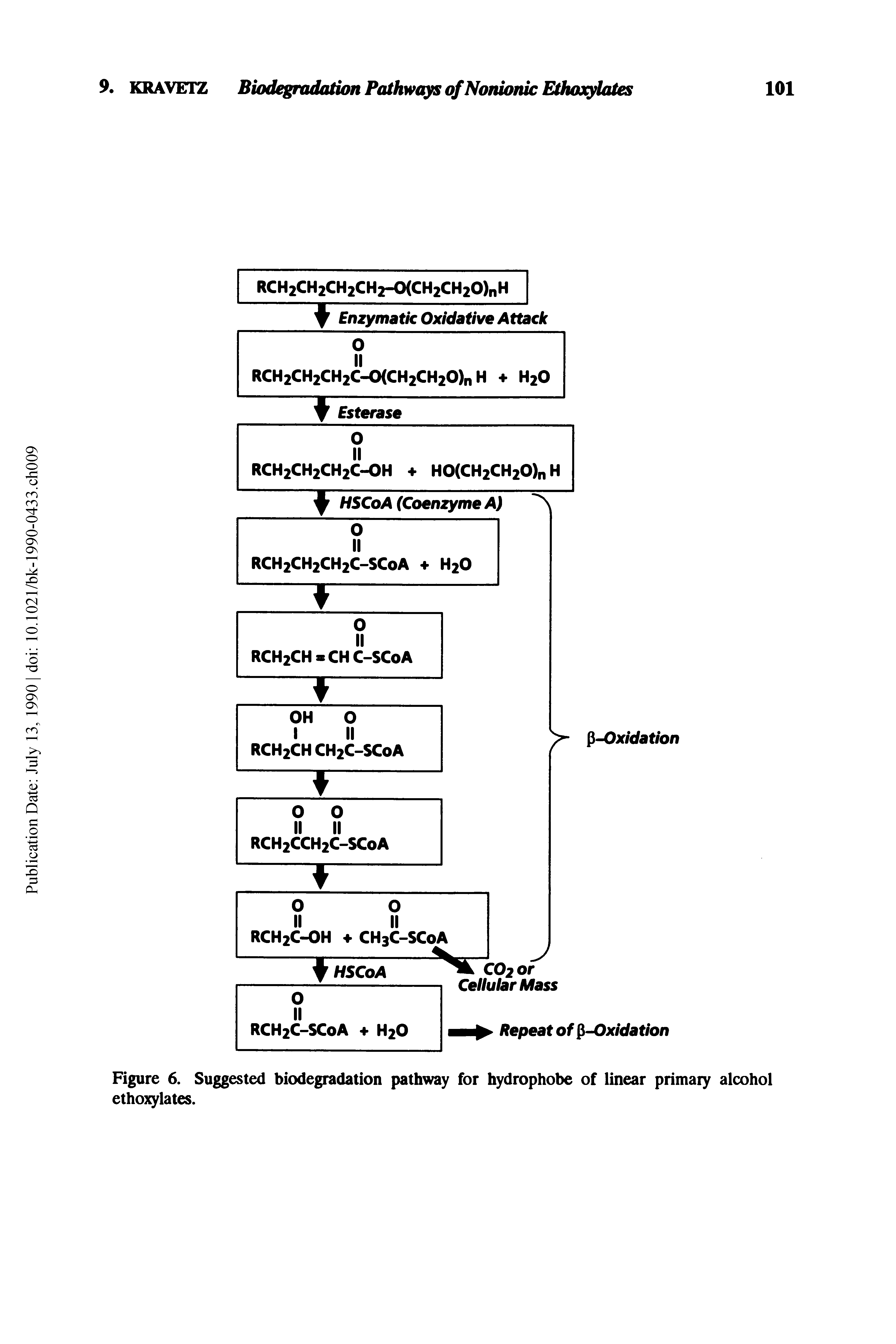 Figure 6. Suggested biodegradation pathway for hydrophobe of linear primary alcohol ethoxylates.