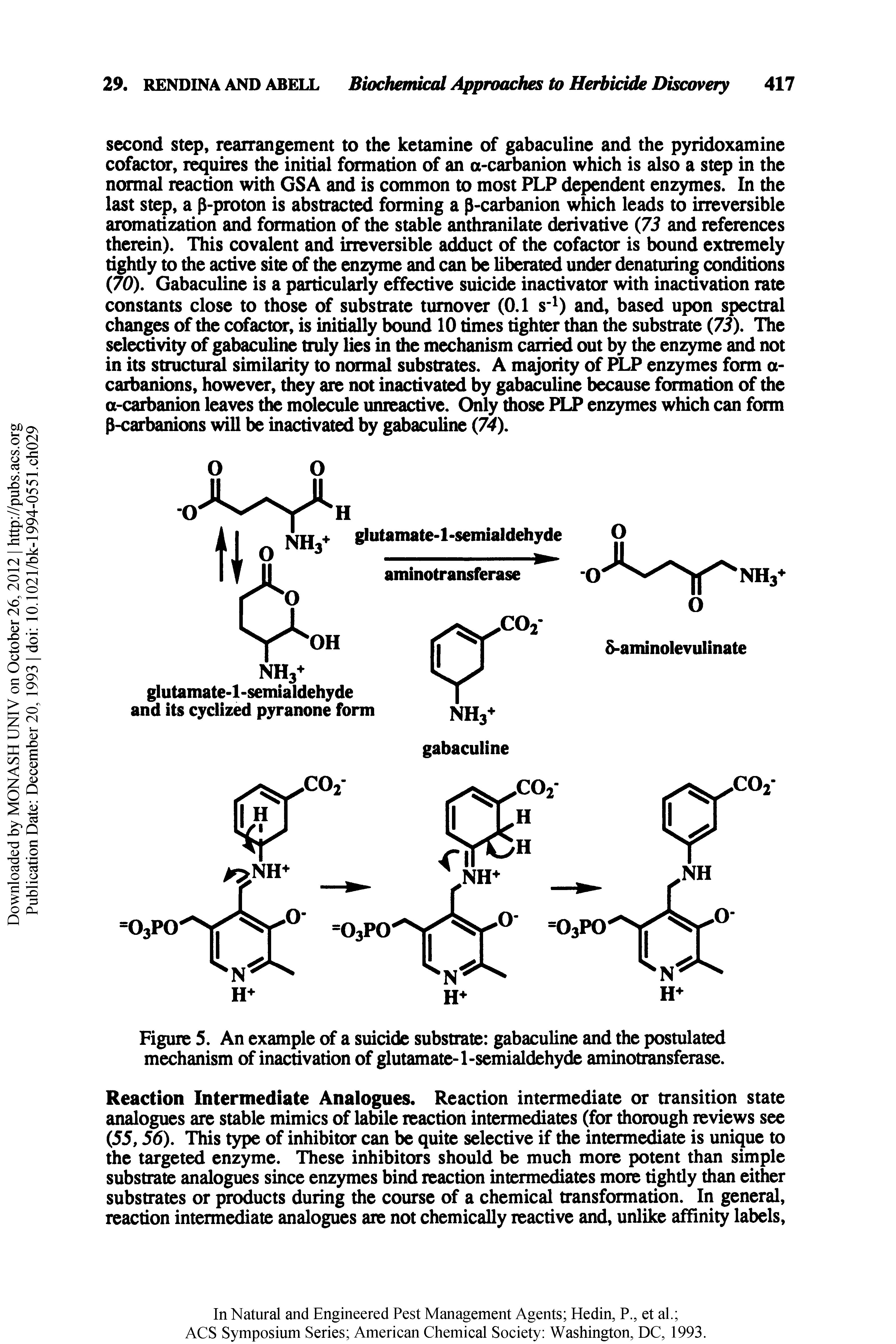 Figure 5. An example of a suicide substrate gabaculine and the postulated mechanism of inactivation of glutamate-l-semialdehyde aminotransferase.