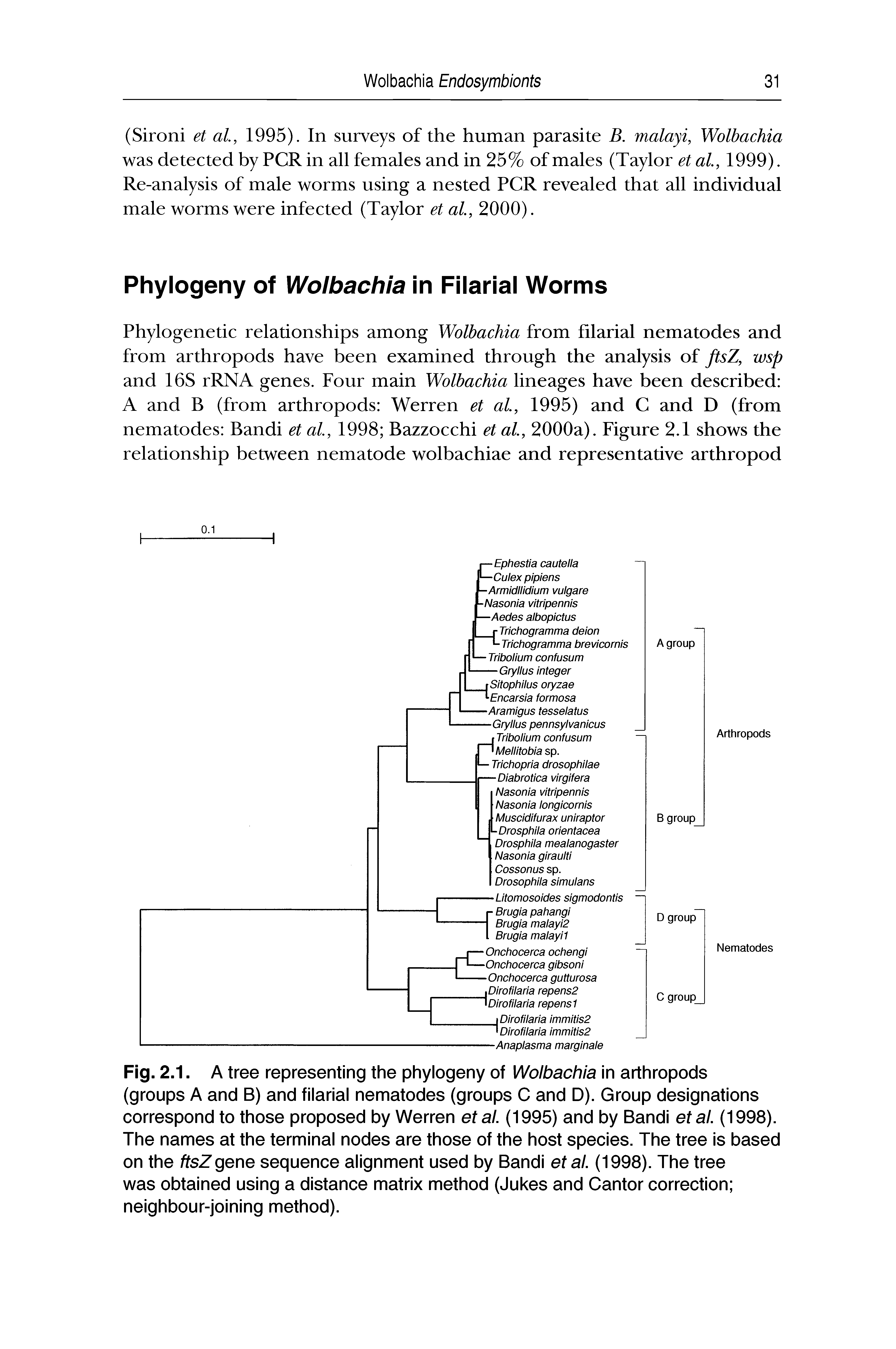 Fig. 2.1. A tree representing the phylogeny of Wolbachia in arthropods (groups A and B) and filarial nematodes (groups C and D). Group designations correspond to those proposed by Werren etal. (1995) and by Bandi etal. (1998). The names at the terminal nodes are those of the host species. The tree is based on the ftsZgene sequence alignment used by Bandi etal. (1998). The tree was obtained using a distance matrix method (Jukes and Cantor correction neighbour-joining method).