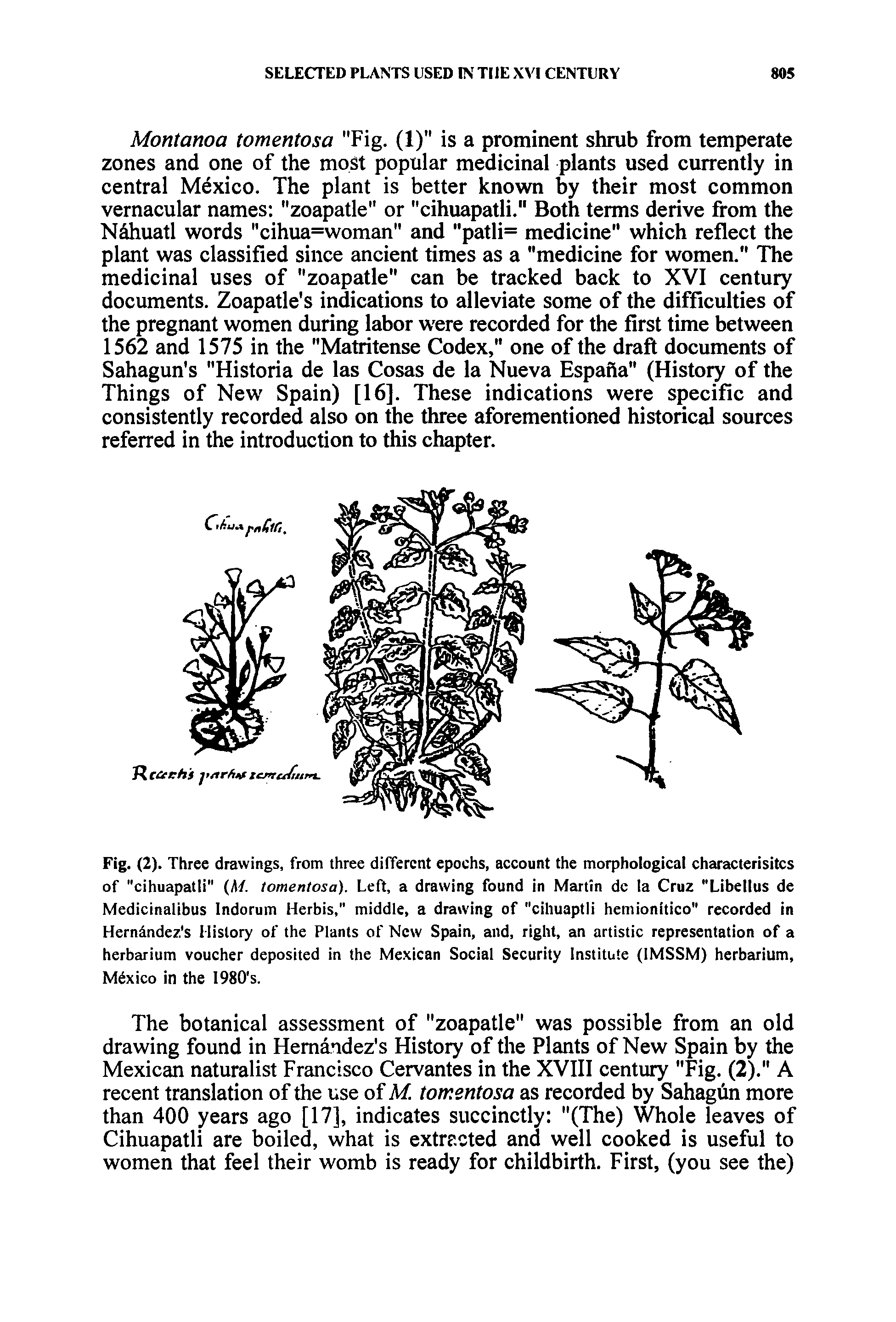 Fig. (2). Three drawings, from three different epochs, account the morphological cheu acterisites of "cihuapatli" (A/, tomentosa). Left, a drawing found in Martin dc la Cruz "Libellus de Medicinalibus Indorum Herbis," middle, a drawing of "ciliuaptli hemionitico" recorded in Herndndez s History of the Plants of New Spain, and, right, an artistic representation of a herbarium voucher deposited in the Mexican Social Security Institute (IMSSM) herbarium, Mexico in the 1980 s.