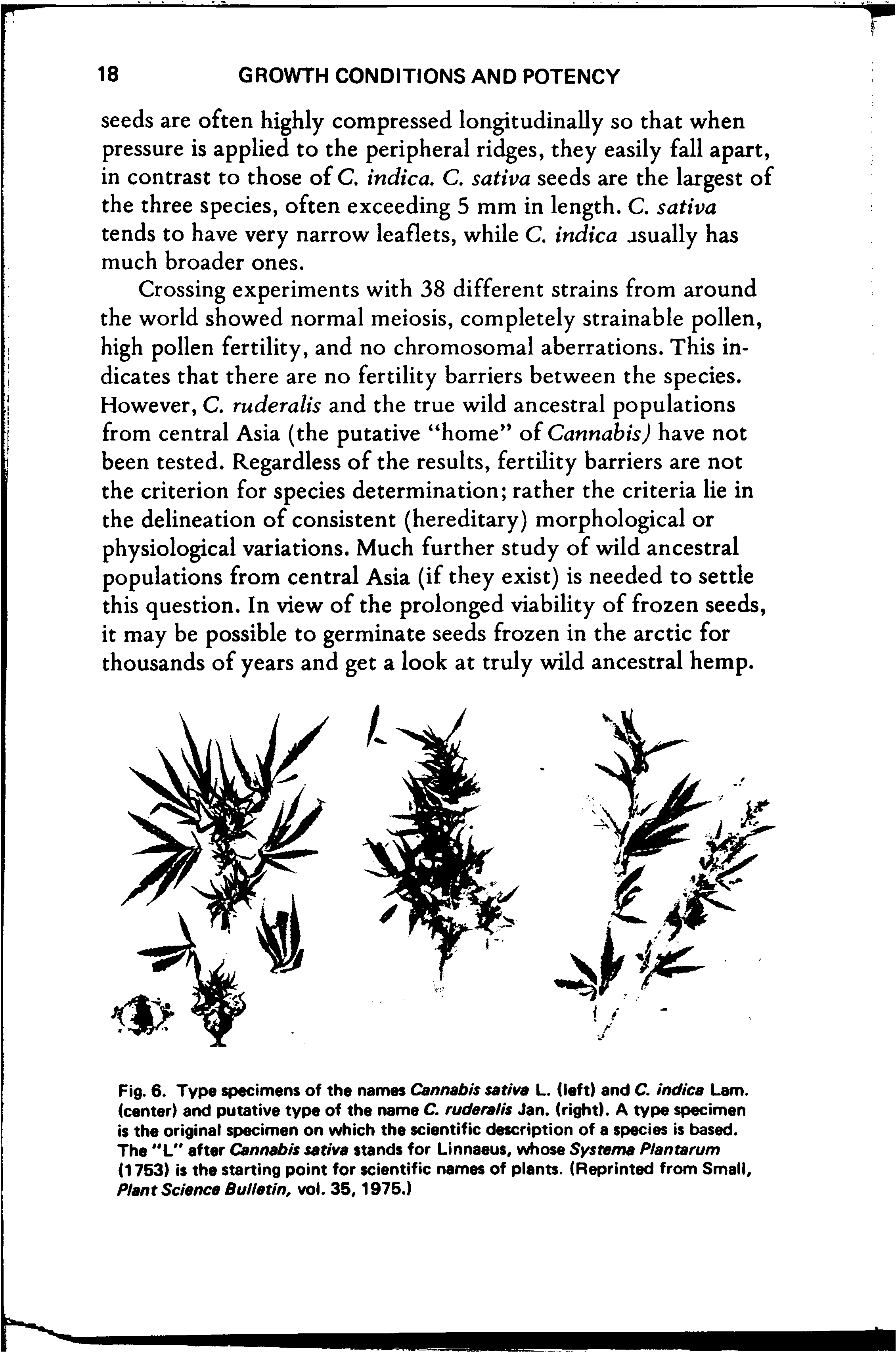 Fig. 6. Type specimens of the names Cannabis sativa L. (left) and C. indica Lam. (center) and putative type of the name C. ruderalis Jan. (right). A type specimen is the original specimen on which the scientific description of a species is based. The "L" after Cannabis sativa stands for Linnaeus, whose Systema Plantarum (1753) is the starting point for scientific names of plants. (Reprinted from Small, Plant Science Bulletin, vol. 35,1975.)...