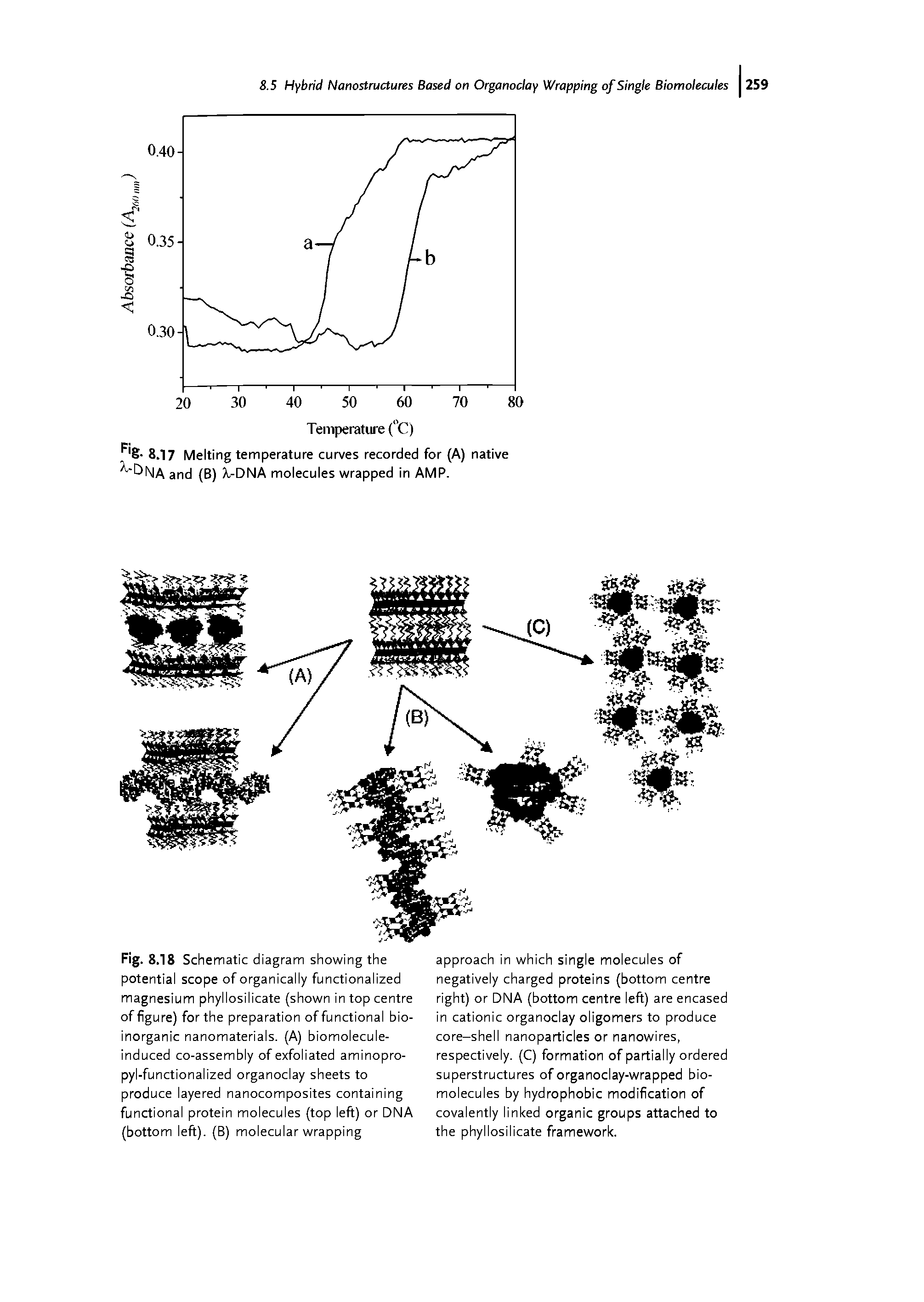 Fig. 8.18 Schematic diagram showing the potential scope of organically functionalized magnesium phyllosilicate (shown in top centre of figure) for the preparation of functional bioinorganic nanomaterials. (A) biomolecule-induced co-assembly of exfoliated aminopro-pyl-functionalized organoclay sheets to produce layered nanocomposites containing functional protein molecules (top left) or DNA (bottom left). (B) molecular wrapping...