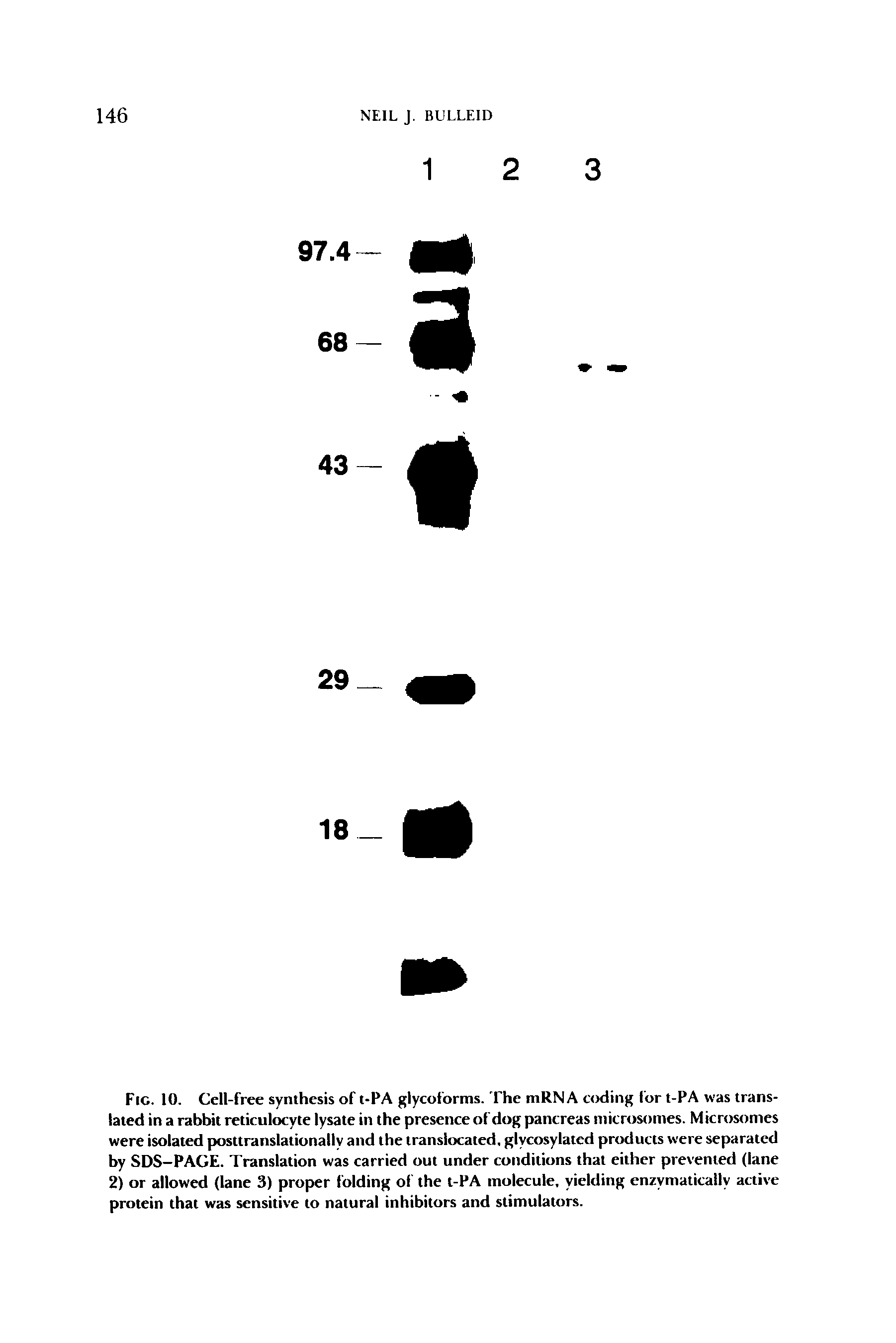 Fig. 10. Cell-free synthesis of t-PA glycoforms. The niRNA coding for t-PA was translated in a rabbit reticulocyte lysate in the presence of dog pancreas microsomes. Microsonies were isolated posttranslationally and the translocated, glycosylated products were separated by SDS-PAGE. Translation was carried out under conditions that either prevented (lane 2) or allowed (lane 3) proper folding of the t-PA molecule, yielding enzymatically active protein that was sensitive to natural inhibitors and stimulators.