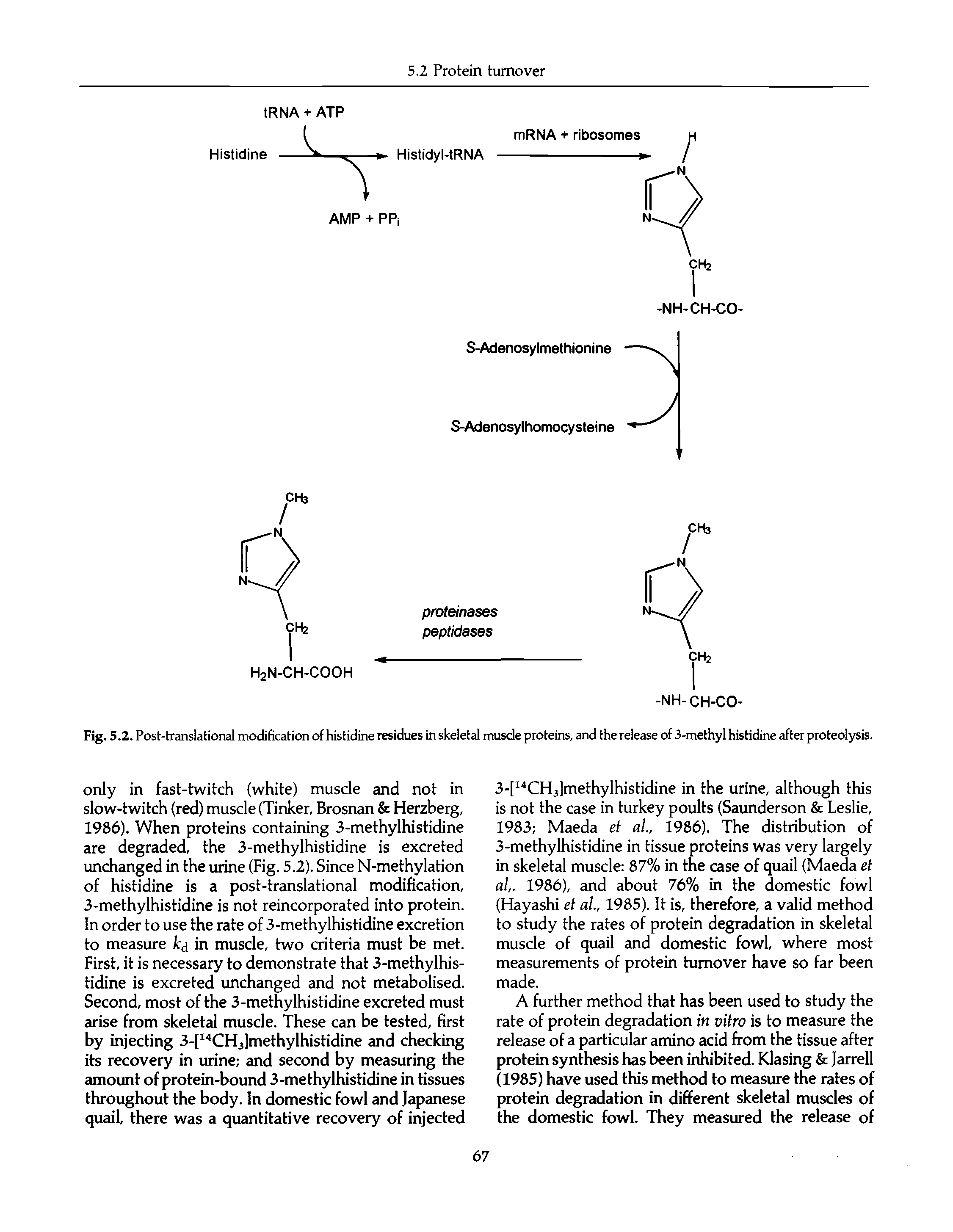Fig.5.2. Post-translational modification of histidine residues in skeletal muscle proteins, and the release of 3-methyl histidine after proteolysis.