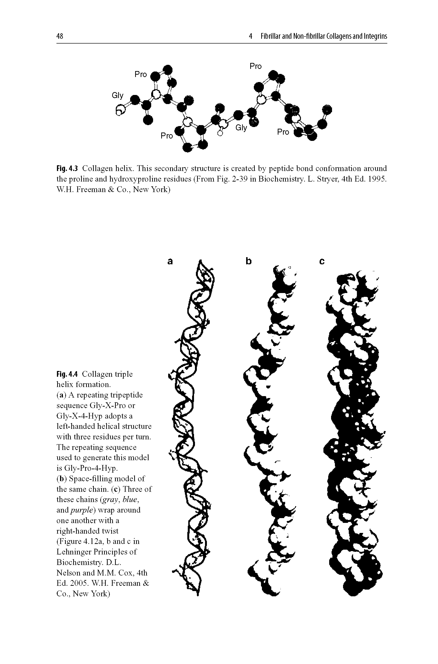 Fig. 4.3 Collagen helix. This secondary structure is created by peptide bond conformation around the proline and hydroxyproline residues (From Fig. 2-39 in Biochemistry. L. Stryer, 4th Ed. 1995. W.H. Freeman Co., New York)...