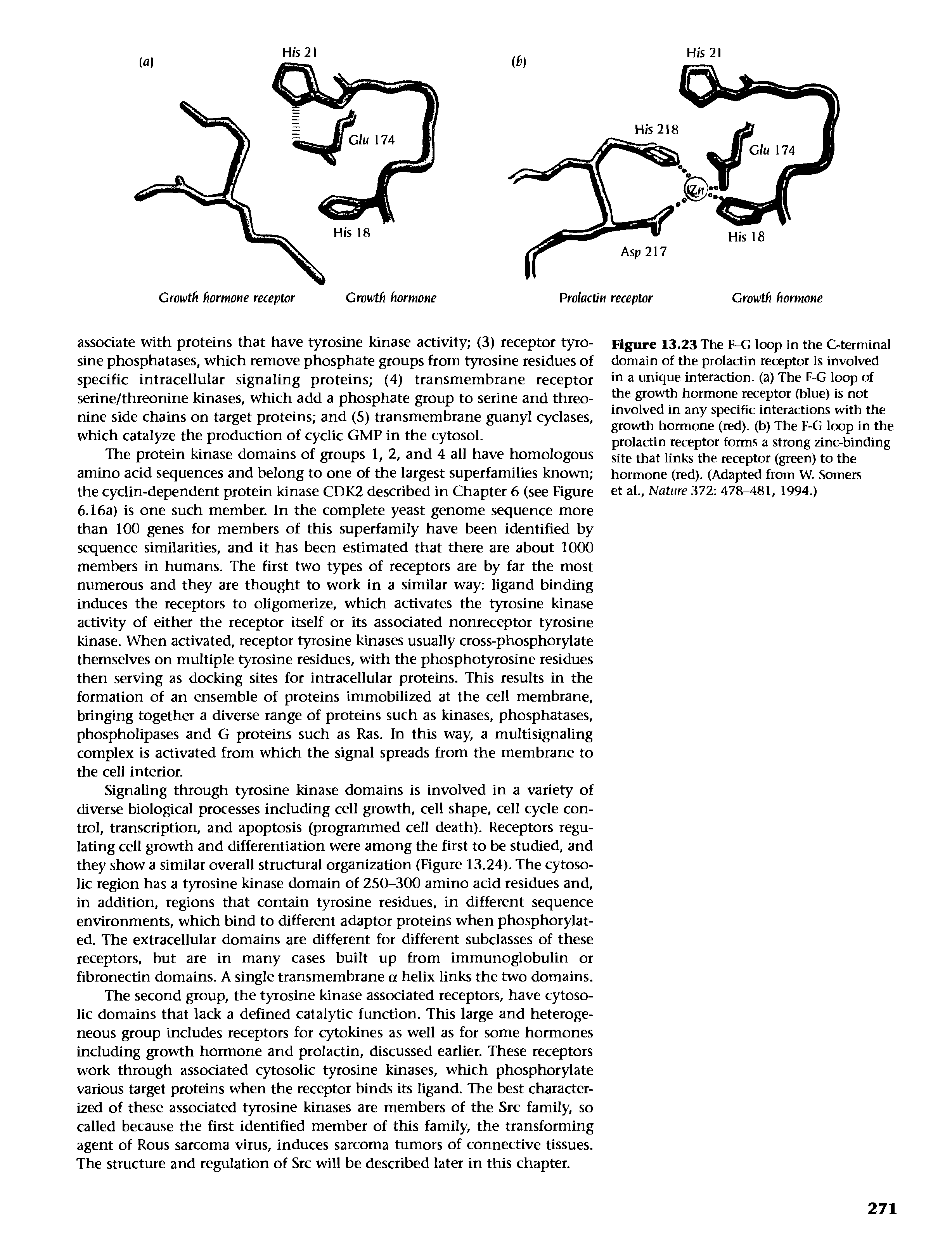 Figure 13.23 The F-G loop in the C-terminal domain of the prolactin receptor is involved in a unique interaction, (a) The F-G loop of the growth hormone receptor (blue) is not involved in any specific interactions with the growth hormone (red), (b) The F-G loop in the prolactin receptor forms a strong zinc-binding site that links the receptor (green) to the hormone (red). (Adapted from W. Somers et at.. Nature 372 478-481, 1994.)...