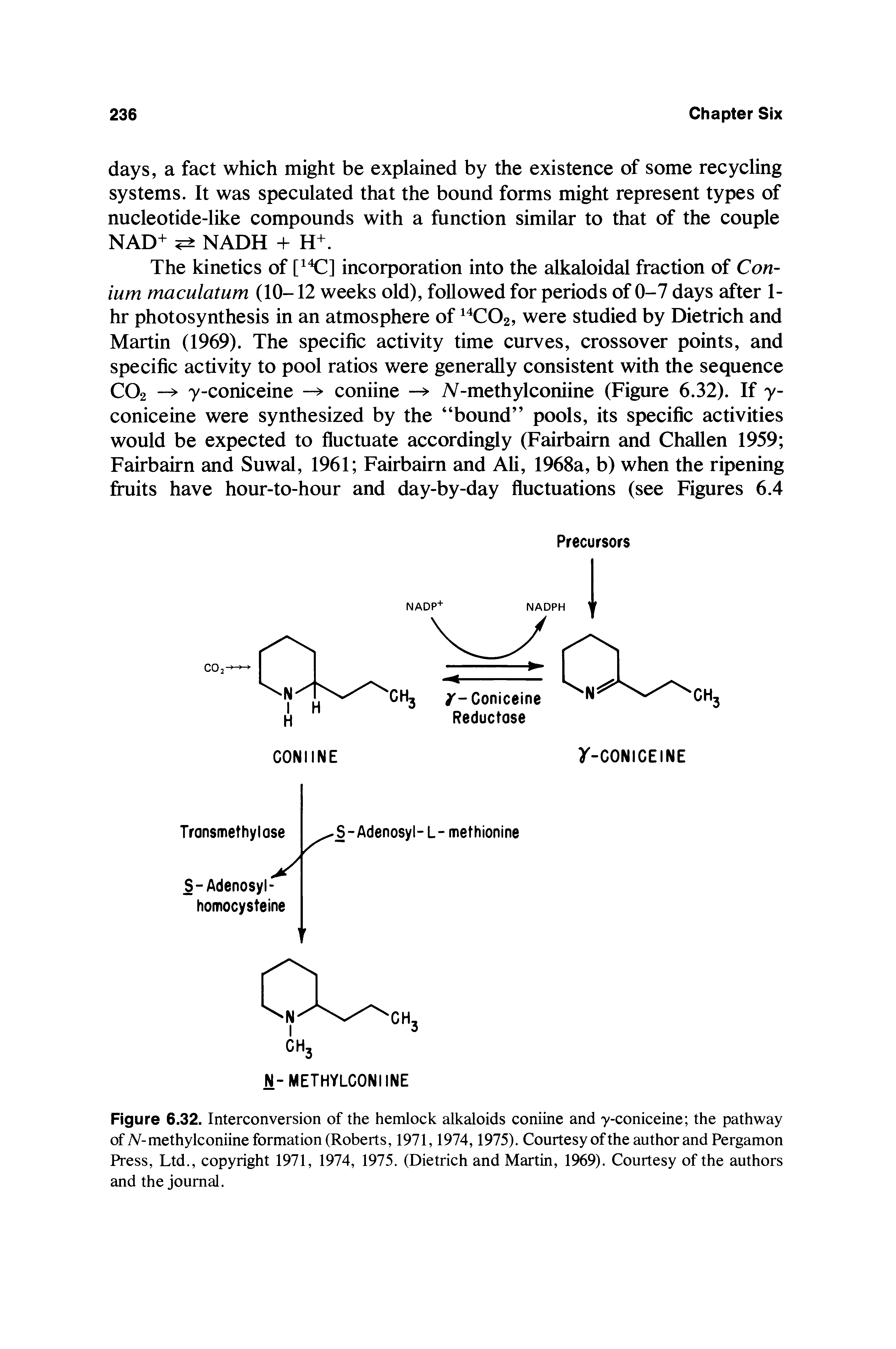 Figure 6.32. Interconversion of the hemlock alkaloids coniine and y-coniceine the pathway of N-methylconiine formation (Roberts, 1971,1974,1975). Courtesy of the author and Pergamon Press, Ltd., copyright 1971, 1974, 1975. (Dietrich and Martin, 1969). Courtesy of the authors and the journal.