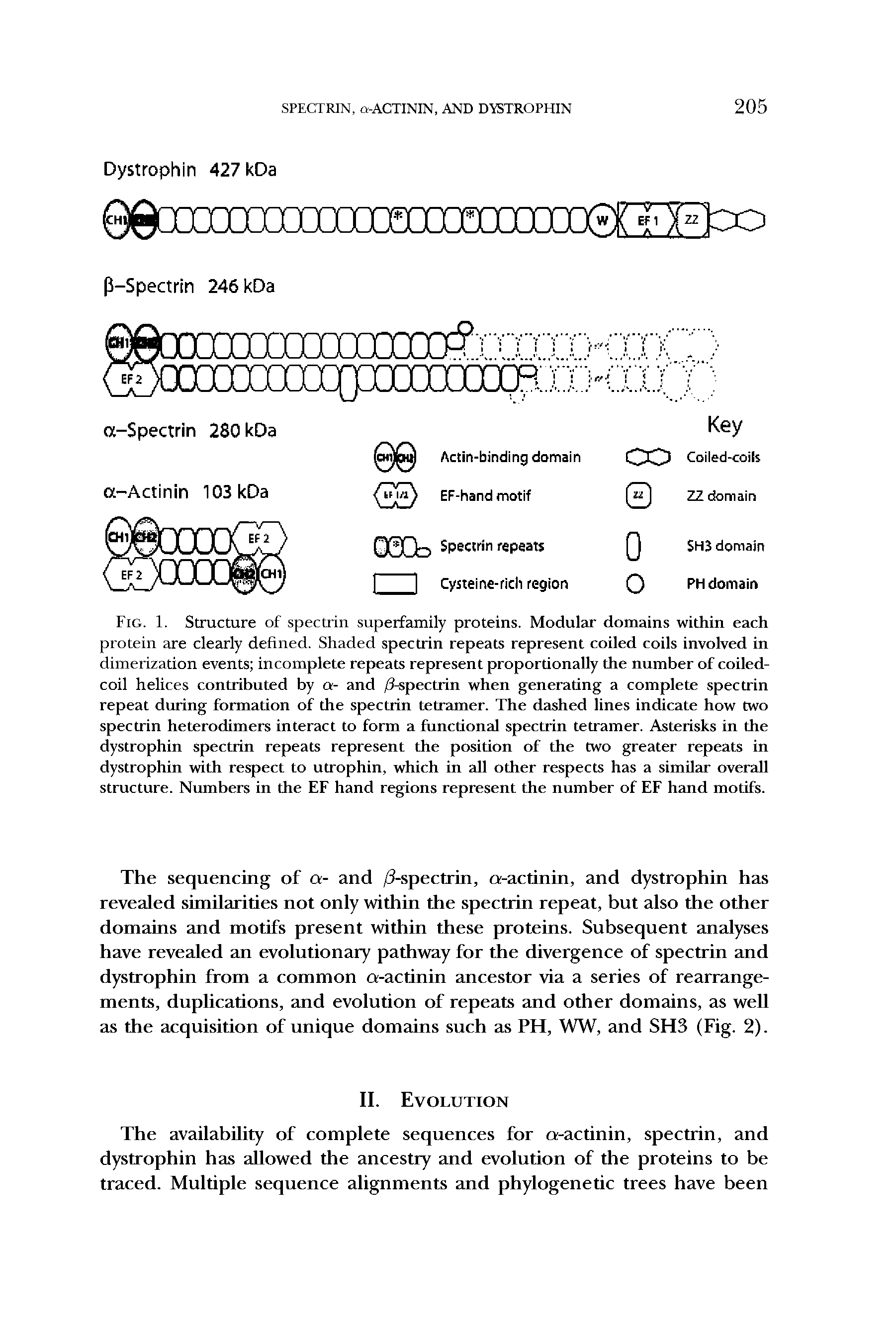 Fig. 1. Structure of spectrin superfamily proteins. Modular domains within each protein are clearly defined. Shaded spectrin repeats represent coiled coils involved in dimerization events incomplete repeats represent proportionally the number of coiled-coil helices contributed by a- and /3-spectrin when generating a complete spectrin repeat during formation of the spectrin tetramer. The dashed lines indicate how two spectrin heterodimers interact to form a functional spectrin tetramer. Asterisks in the dystrophin spectrin repeats represent the position of the two greater repeats in dystrophin with respect to utrophin, which in all other respects has a similar overall structure. Numbers in the EF hand regions represent the number of EF hand motifs.