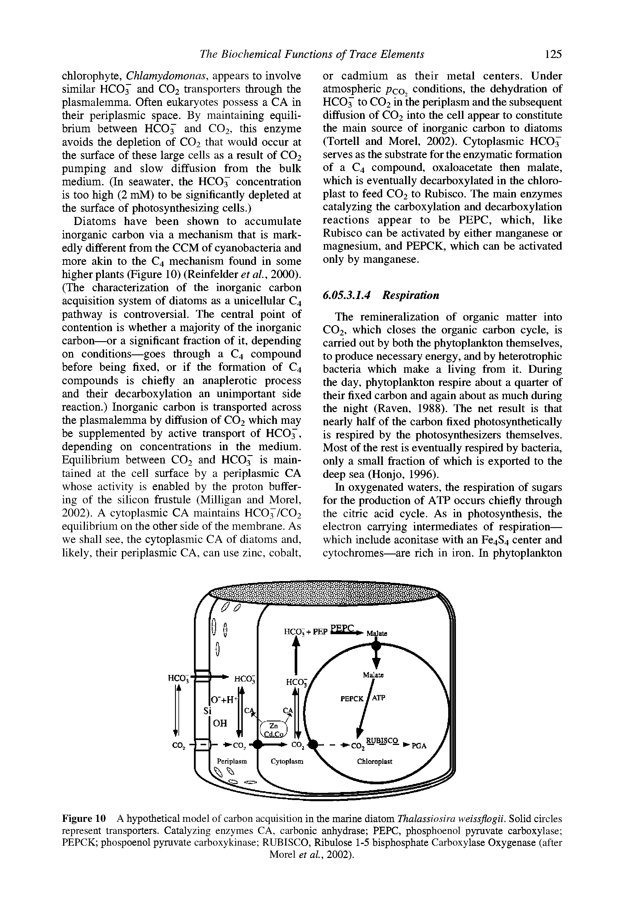Figure 10 A hypothetical model of carbon acquisition in the marine diatom Thalassiosira weissflogii. Solid circles represent transporters. Catalyzing enzymes CA, carbonic anhydrase PEPC, phosphoenol pyruvate carboxylase PEPCK phospoenol pyruvate carboxykinase RUBISCO, Ribulose 1-5 bisphosphate Carboxylase Oxygenase (after...
