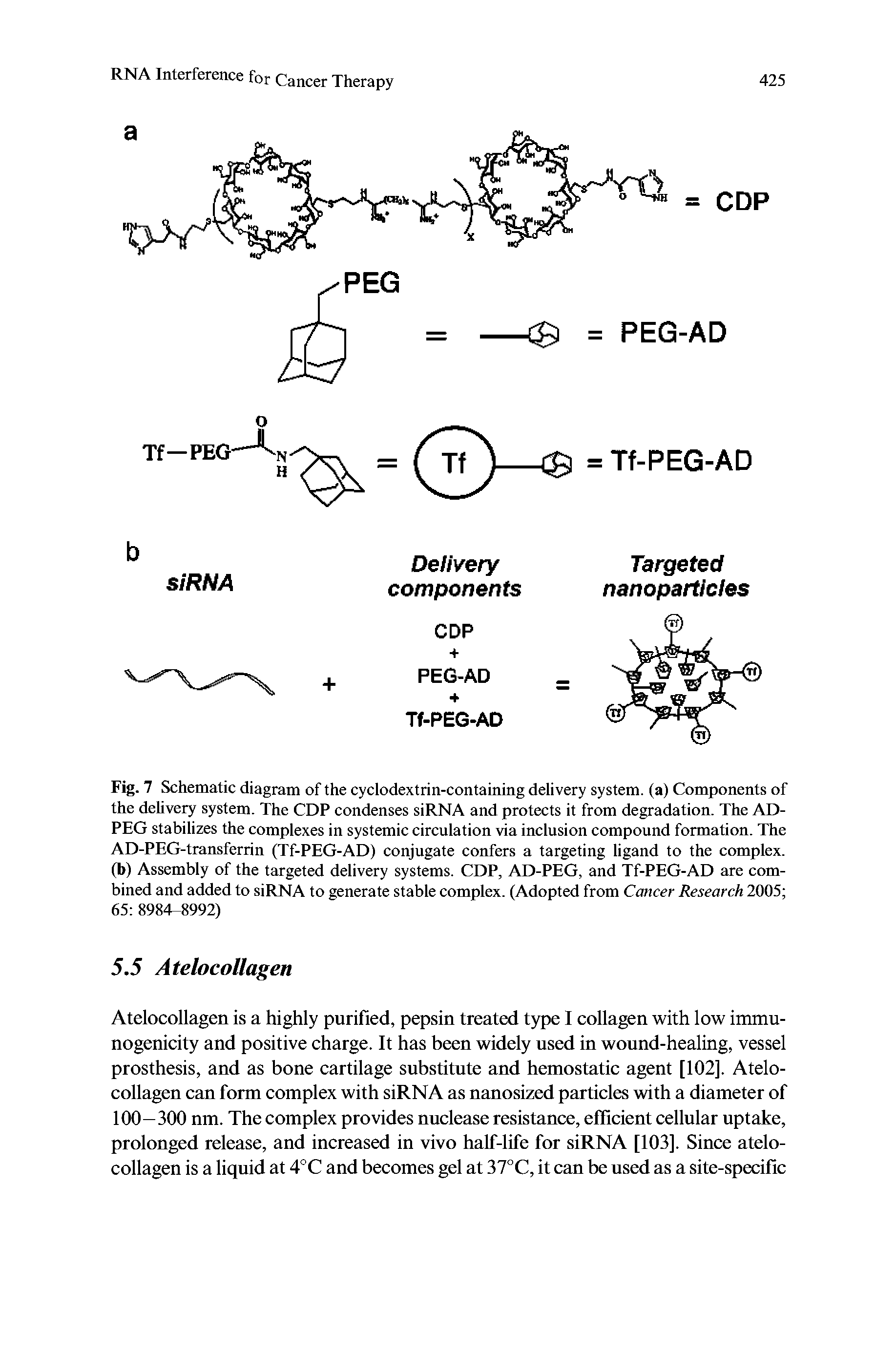 Fig. 7 Schematic diagram of the cyclodextrin-containing delivery system, (a) Components of the delivery system. The CDP condenses siRNA and protects it from degradation. The AD-PEG stabilizes the complexes in systemic circulation via inclusion compound formation. The AD-PEG-transferrin (Tf-PEG-AD) conjugate confers a targeting ligand to the complex, (b) Assembly of the targeted delivery systems. CDP, AD-PEG, and Tf-PEG-AD are combined and added to siRNA to generate stable complex. (Adopted from Cancer Research 2005 65 8984-8992)...