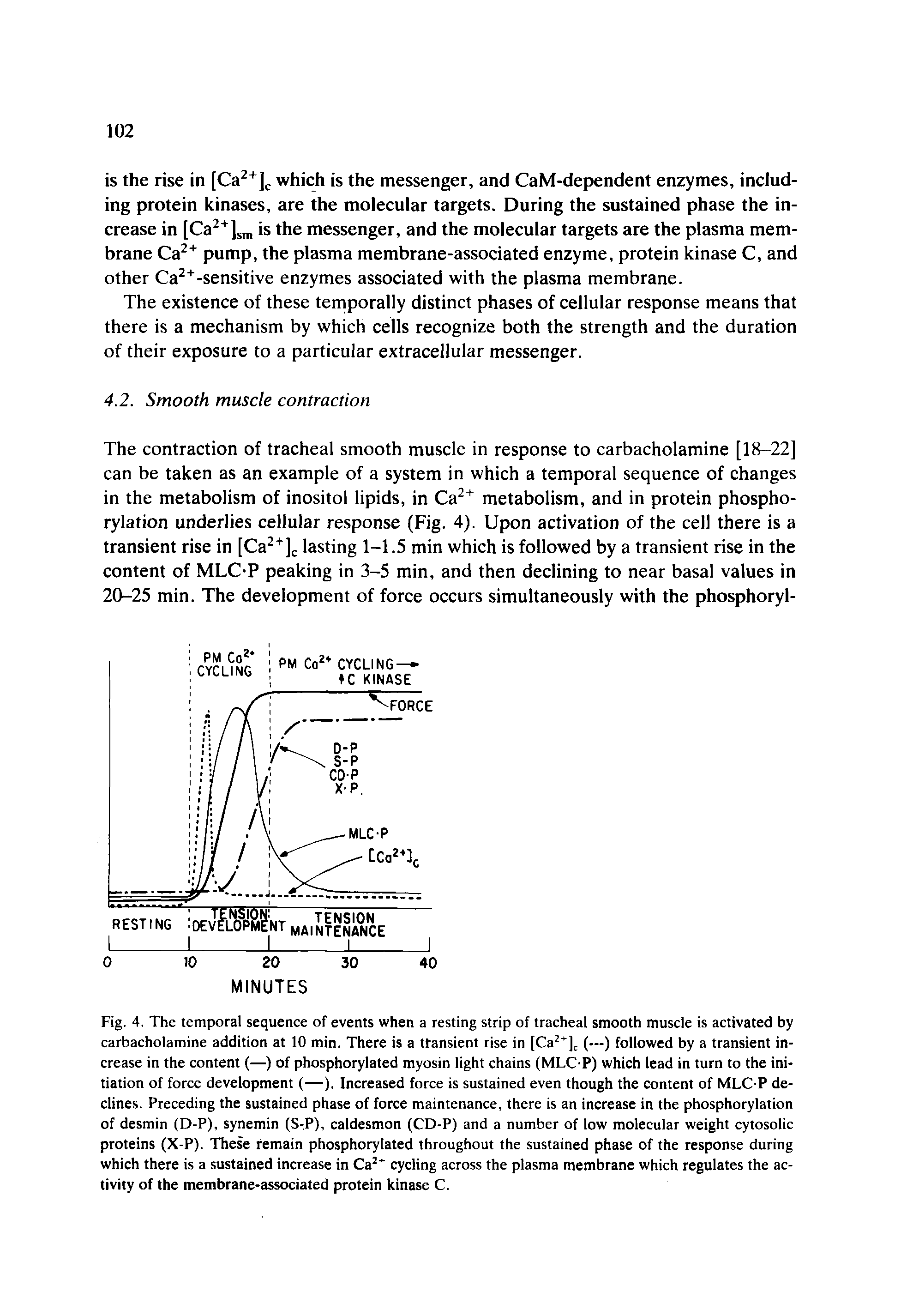 Fig. 4. The temporal sequence of events when a resting strip of tracheal smooth muscle is activated by carbacholamine addition at 10 min. There is a transient rise in [Ca2+]c (—) followed by a transient increase in the content (—) of phosphorylated myosin light chains (MLC-P) which lead in turn to the initiation of force development (—). Increased force is sustained even though the content of MLC-P declines. Preceding the sustained phase of force maintenance, there is an increase in the phosphorylation of desmin (D-P), synemin (S-P), caldesmon (CD-P) and a number of low molecular weight cytosolic proteins (X-P). These remain phosphorylated throughout the sustained phase of the response during which there is a sustained increase in Ca2+ cycling across the plasma membrane which regulates the activity of the membrane-associated protein kinase C.