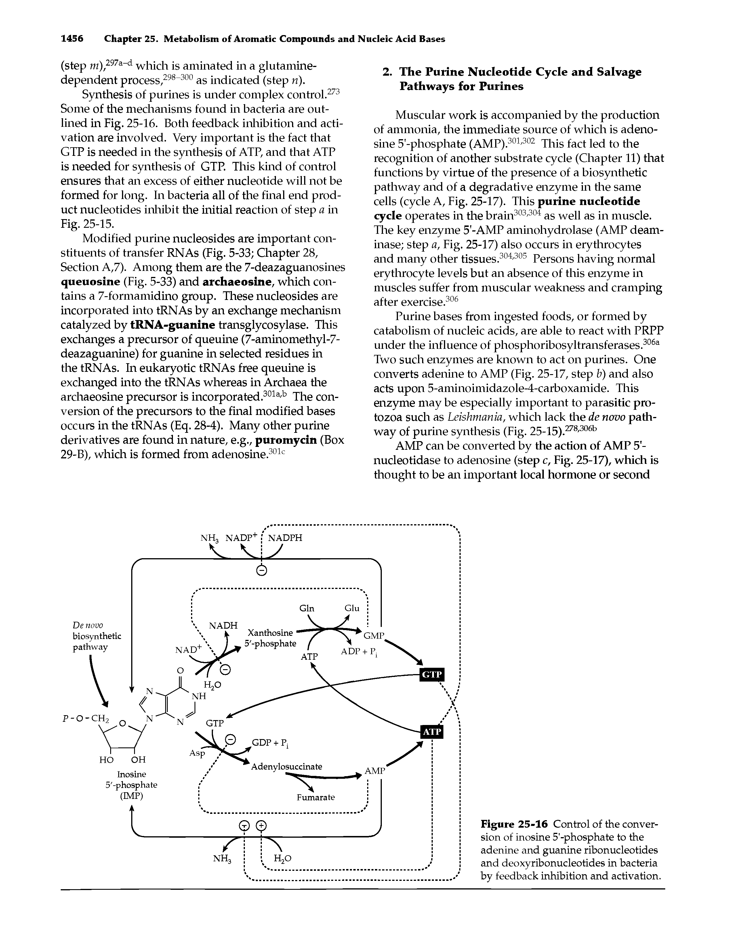 Figure 25-16 Control of the conversion of inosine 5 -phosphate to the adenine and guanine ribonucleotides and deoxyribonucleotides in bacteria by feedback inhibition and activation.