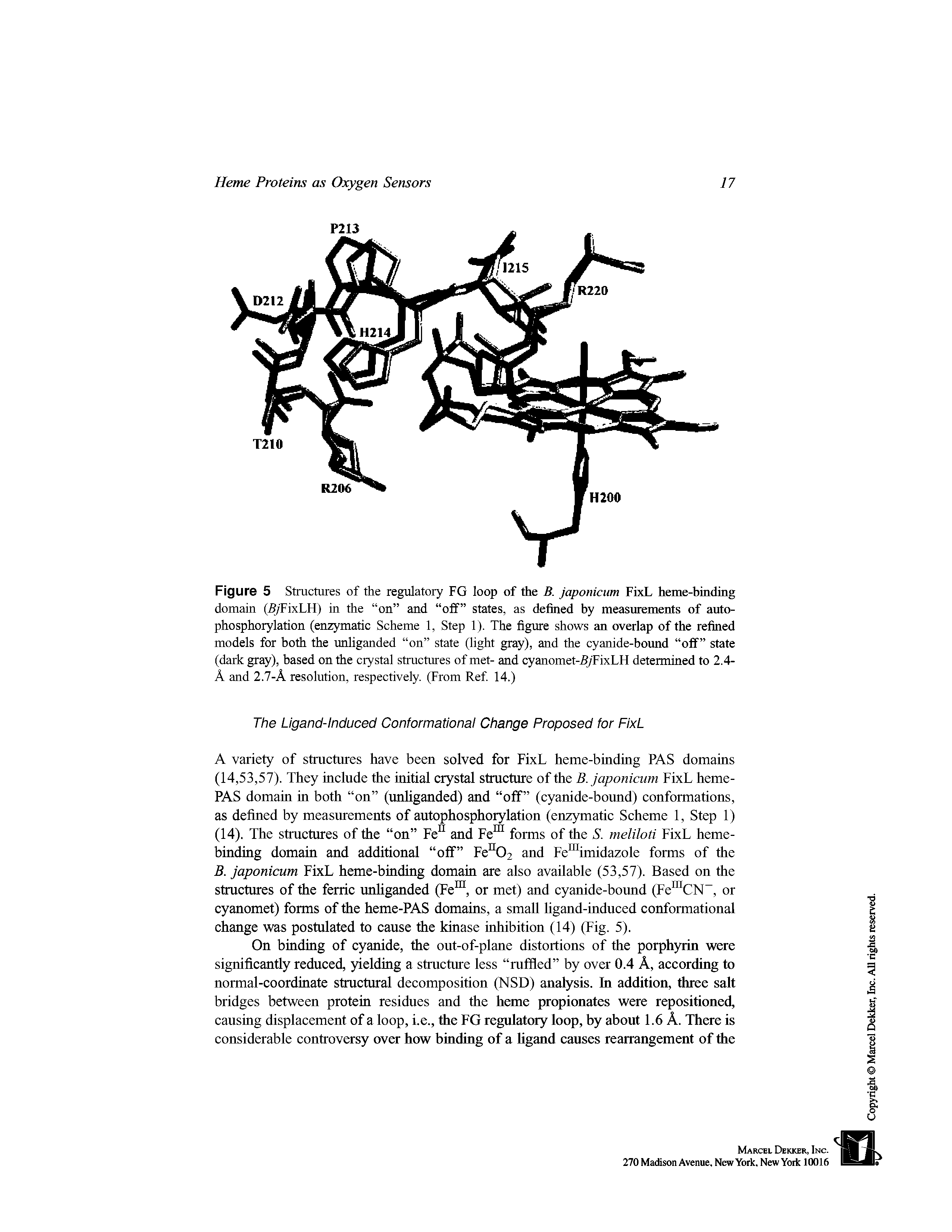 Figure 5 Structures of the regulatory FG loop of the B. japonicum FixL heme-binding domain (5yFixLH) in the on and off states, as defined by measurements of autophosphorylation (enzymatic Scheme 1, Step 1). The figure shows an overlap of the refined models for both the unliganded on state (light gray), and the cyanide-boimd off state (dark gray), based on the crystal structures of met- and cyanomet-5yFixLH determined to 2.4-A and 2.7-A resolution, respectively. (From Ref 14.)...