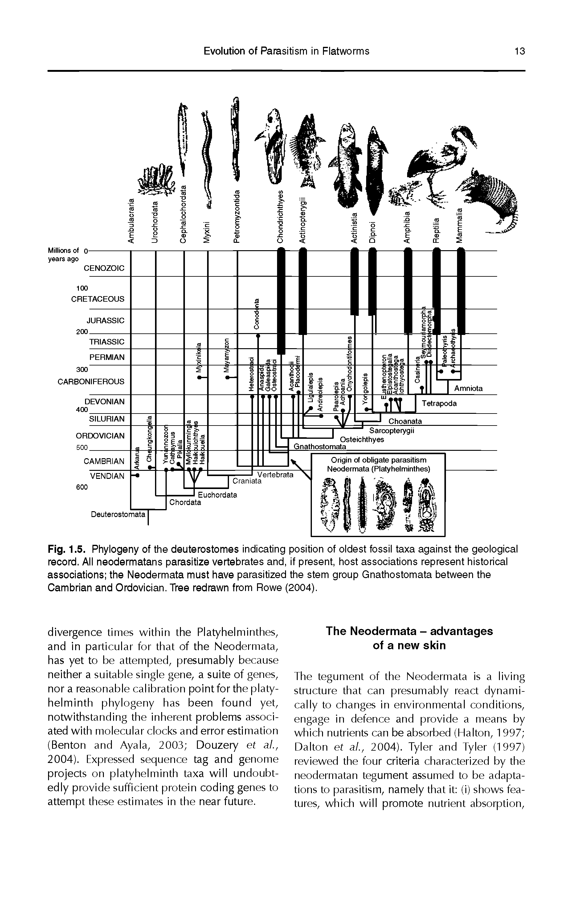 Fig. 1.5. Phylogeny of the deuterostomes indicating position of oldest fossil taxa against the geological record. All neodermatans parasitize vertebrates and, if present, host associations represent historical associations the Neodermata must have parasitized the stem group Gnathostomata between the Cambrian and Ordovician. Tree redrawn from Rowe (2004).