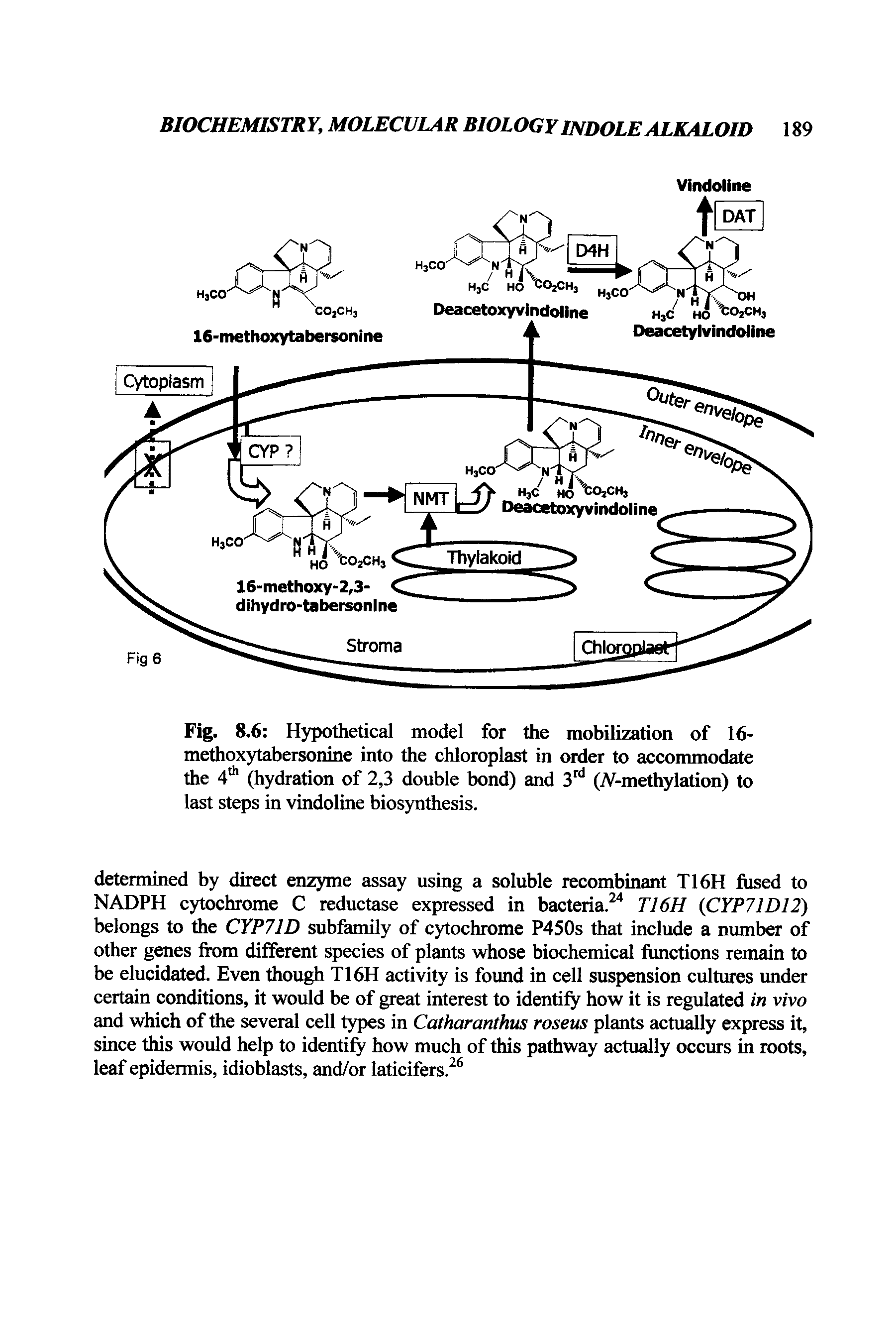 Fig. 8.6 Hypothetical model for the mobilization of 16-methoxytabersonine into the chloroplast in order to accommodate the 4th (hydration of 2,3 double bond) and 3rd (iV-methylation) to last steps in vindoline biosynthesis.