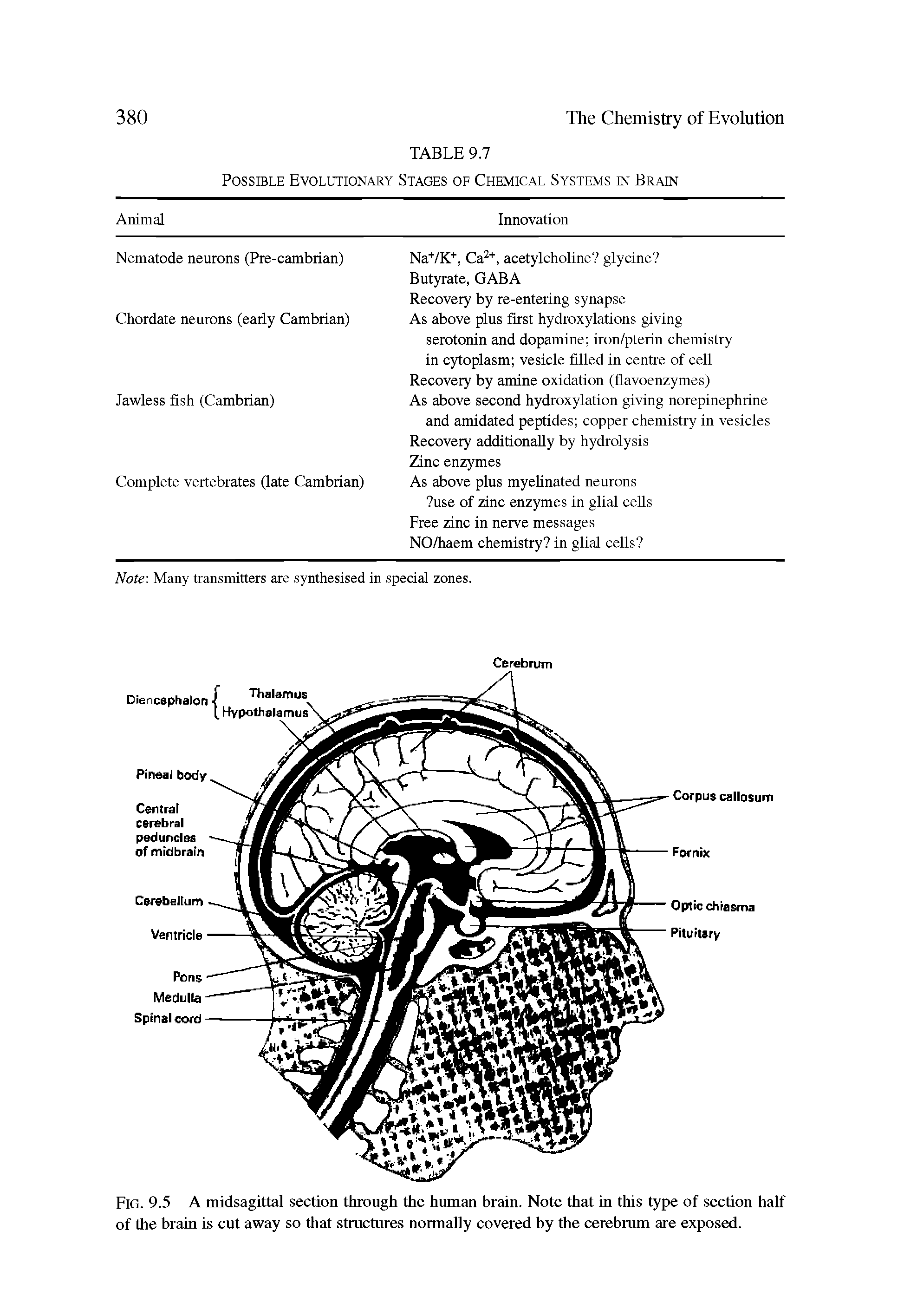 Fig. 9.5 A midsagittal section through the human brain. Note that in this type of section half of the brain is cut away so that structures normally covered by the cerebrum are exposed.