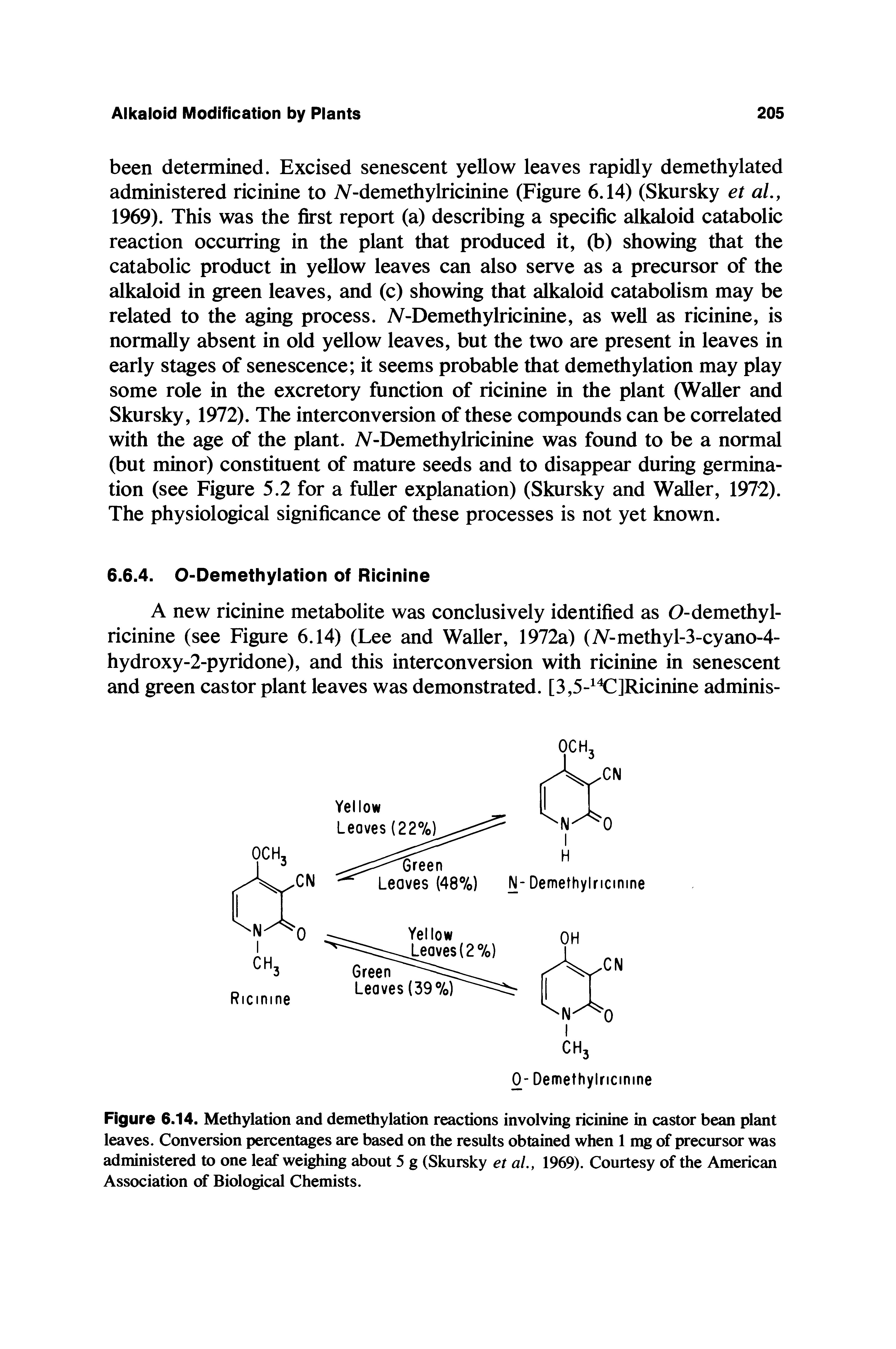 Figure 6.14. Methylation and demethylation reactions involving ricinine in castor bean plant leaves. Conversion percentages are based on the results obtained when 1 mg of precursor was administered to one leaf weighing about 5 g (Skursky et ai, 1969). Courtesy of the American Association of Biological Chemists.