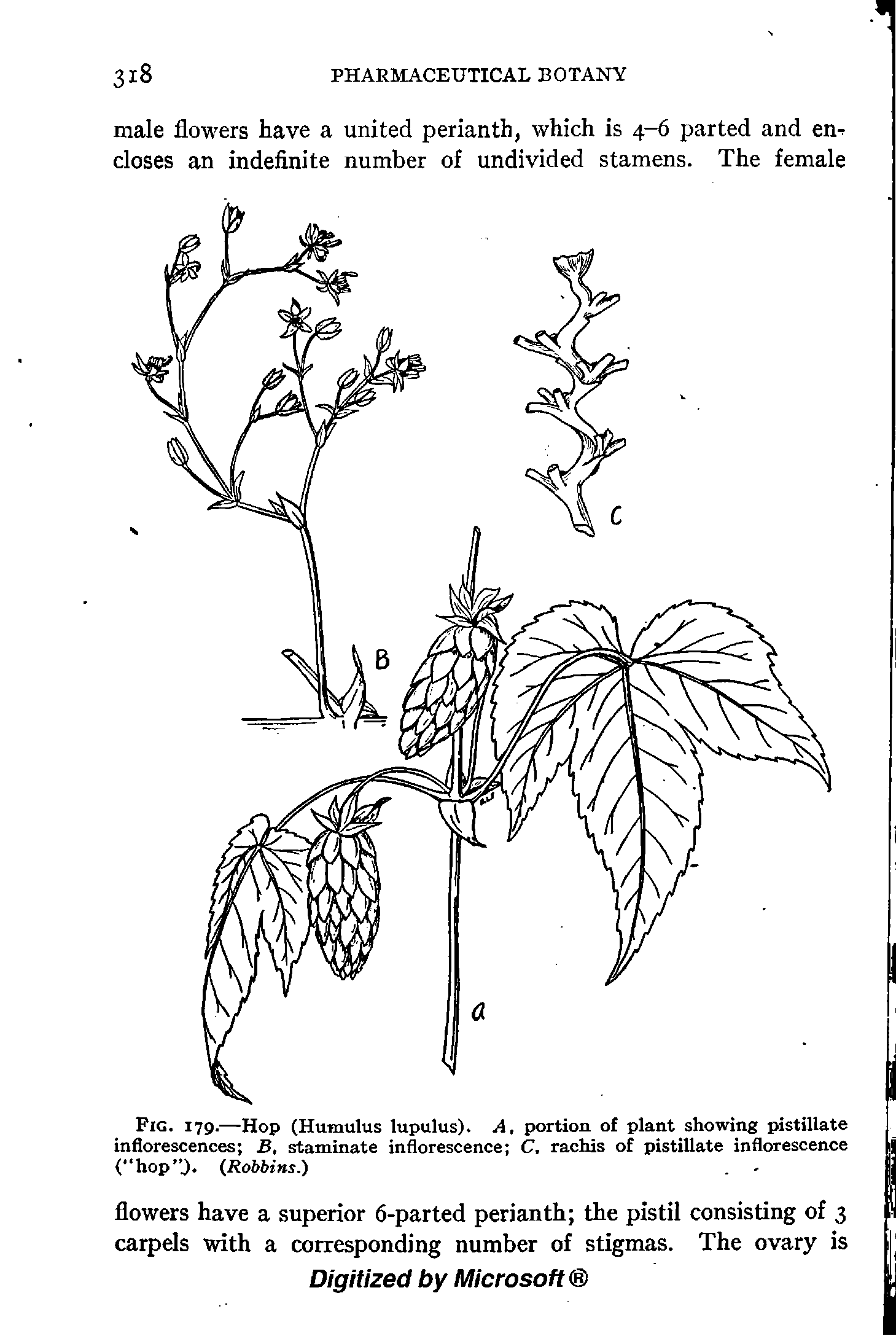 Fig. 179.—Hop (Humulus lupulus). A, portion of plant showing pistillate inflorescences B, staminate inflorescence C, rachis of pistillate inflorescence ( hop O. Robbins.)...