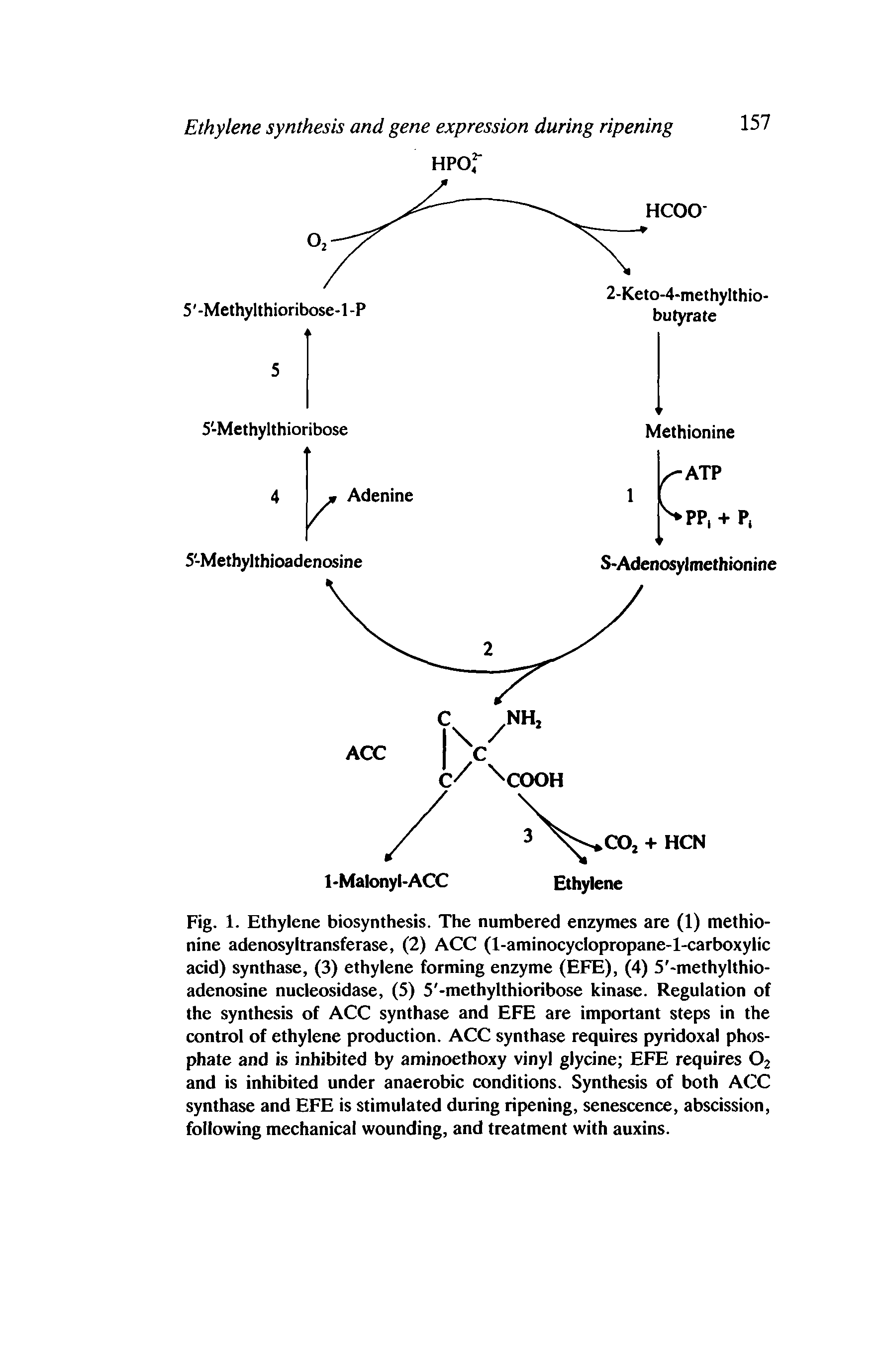 Fig. 1. Ethylene biosynthesis. The numbered enzymes are (1) methionine adenosyltransferase, (2) ACC (l-aminocyclopropane-l-carboxylic acid) synthase, (3) ethylene forming enzyme (EFE), (4) 5 -methylthio-adenosine nucleosidase, (5) 5 -methylthioribose kinase. Regulation of the synthesis of ACC synthase and EFE are important steps in the control of ethylene production. ACC synthase requires pyridoxal phosphate and is inhibited by aminoethoxy vinyl glycine EFE requires 02 and is inhibited under anaerobic conditions. Synthesis of both ACC synthase and EFE is stimulated during ripening, senescence, abscission, following mechanical wounding, and treatment with auxins.
