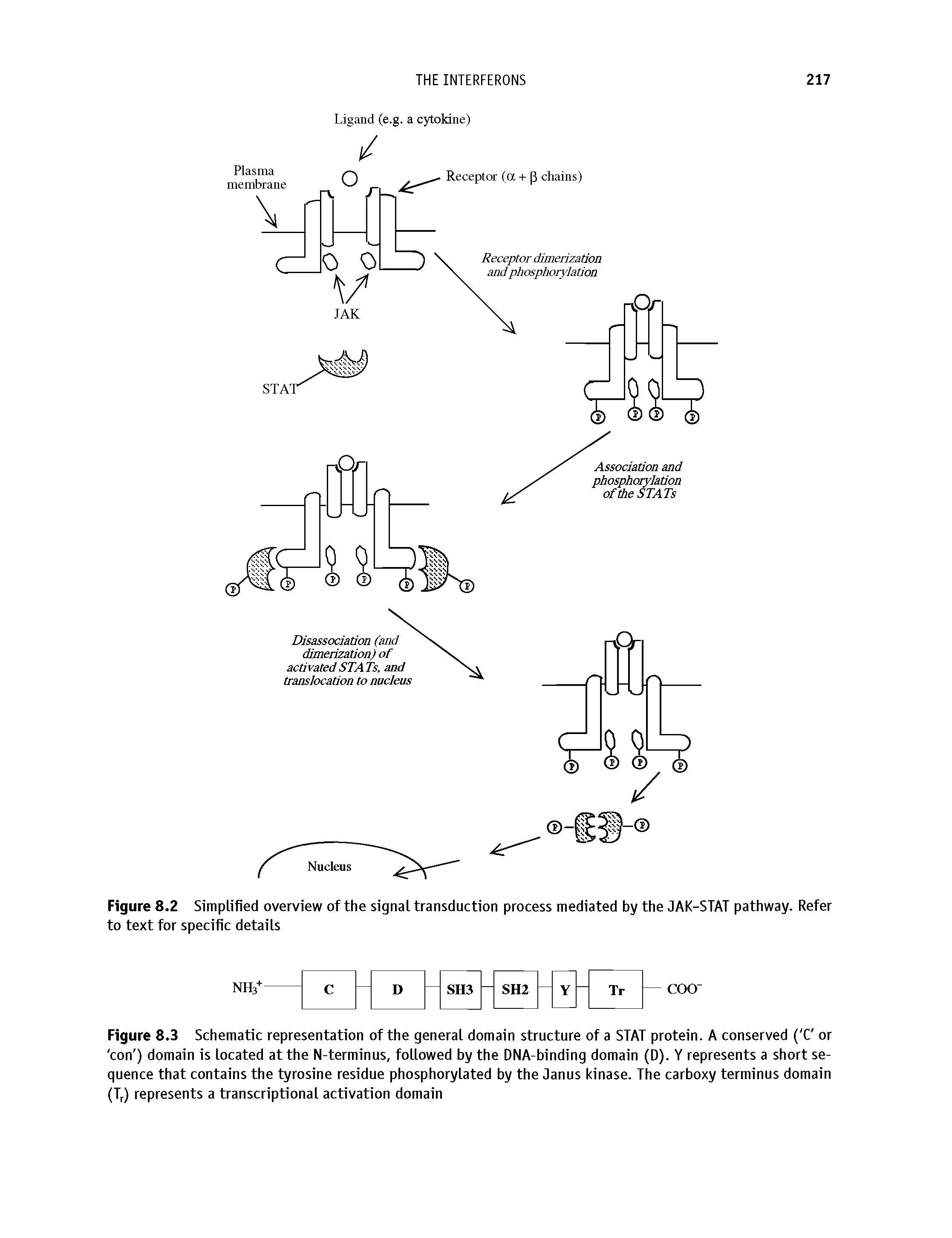 Figure 8.3 Schematic representation of the general domain structure of a STAT protein. A conserved ( C or con ) domain is located at the N-terminus, followed by the DNA-binding domain (D). Y represents a short se-guence that contains the tyrosine residue phosphorylated by the Janus kinase. The carboxy terminus domain (Tr) represents a transcriptional activation domain...