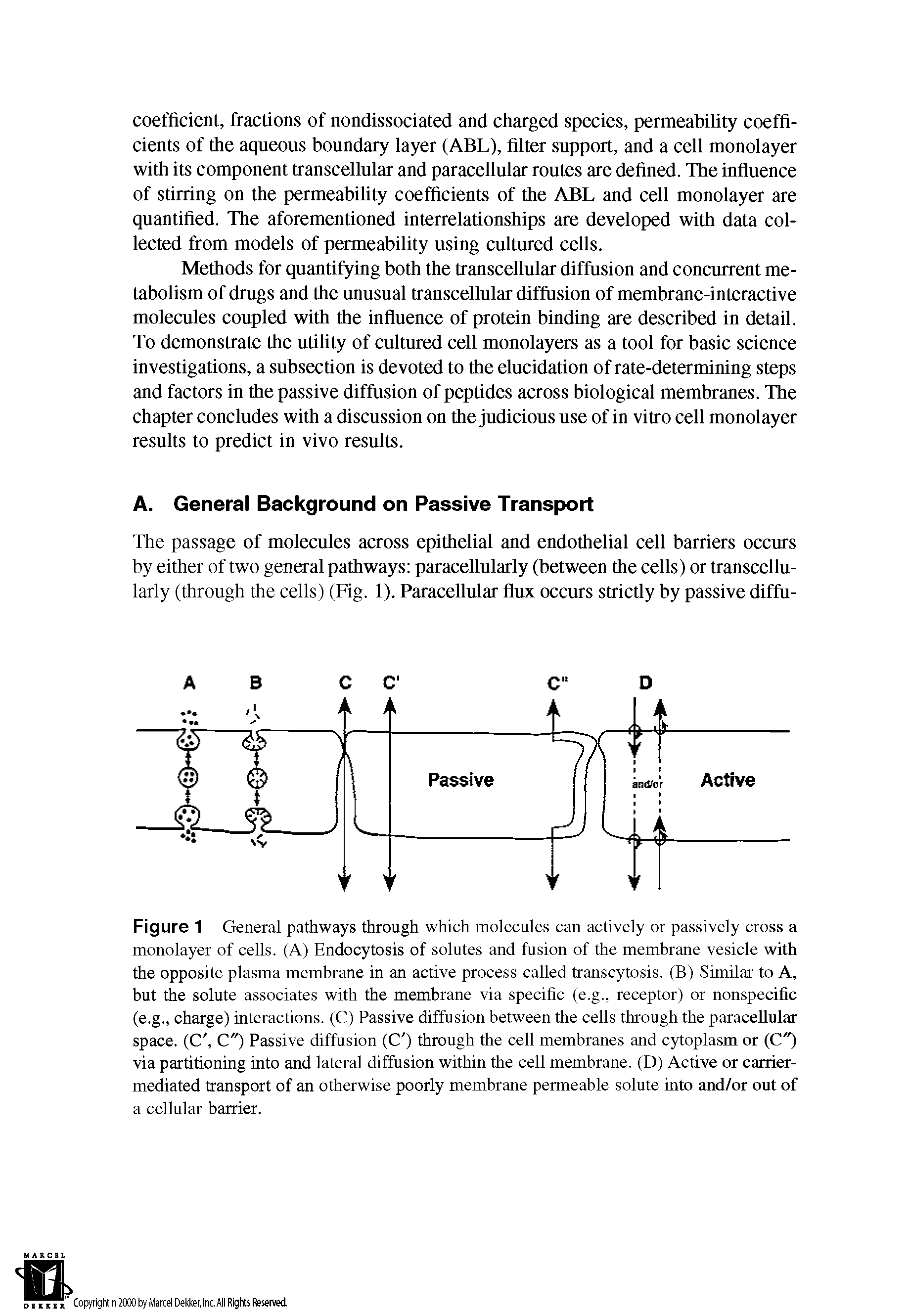 Figure 1 General pathways through which molecules can actively or passively cross a monolayer of cells. (A) Endocytosis of solutes and fusion of the membrane vesicle with the opposite plasma membrane in an active process called transcytosis. (B) Similar to A, but the solute associates with the membrane via specific (e.g., receptor) or nonspecific (e.g., charge) interactions. (C) Passive diffusion between the cells through the paracellular space. (C, C") Passive diffusion (C ) through the cell membranes and cytoplasm or (C") via partitioning into and lateral diffusion within the cell membrane. (D) Active or carrier-mediated transport of an otherwise poorly membrane permeable solute into and/or out of a cellular barrier.