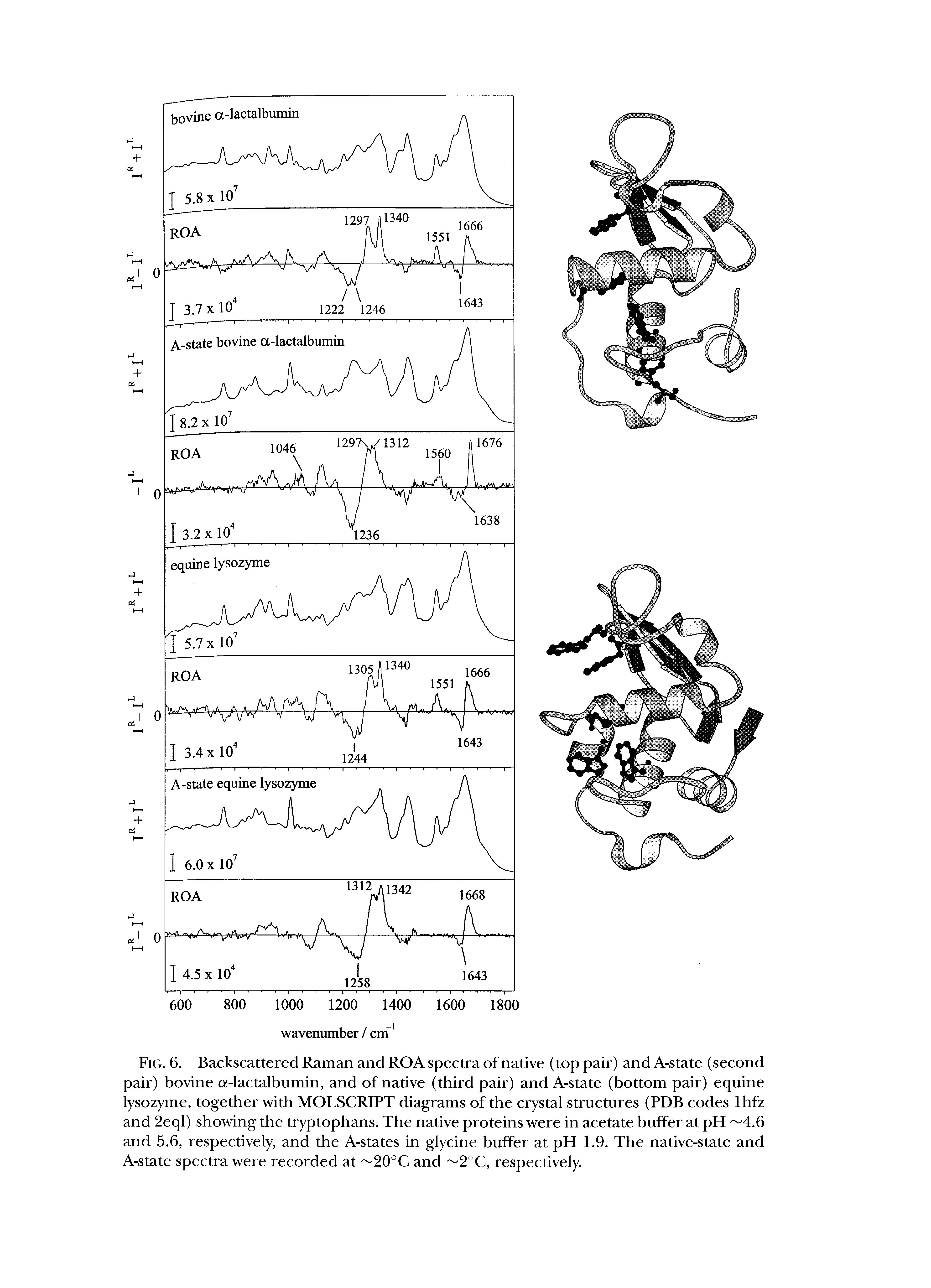 Fig. 6. Backscattered Raman and ROA spectra of native (top pair) and A-state (second pair) bovine G -lactalbumin, and of native (third pair) and A-state (bottom pair) equine lysozyme, together with MOLSCRIPT diagrams of the crystal structures (PDB codes lhfz and 2eql) showing the tryptophans. The native proteins were in acetate buffer at pH 4.6 and 5.6, respectively, and the A-states in glycine buffer at pH 1.9. The native-state and A-state spectra were recorded at 20°C and 2°C, respectively.