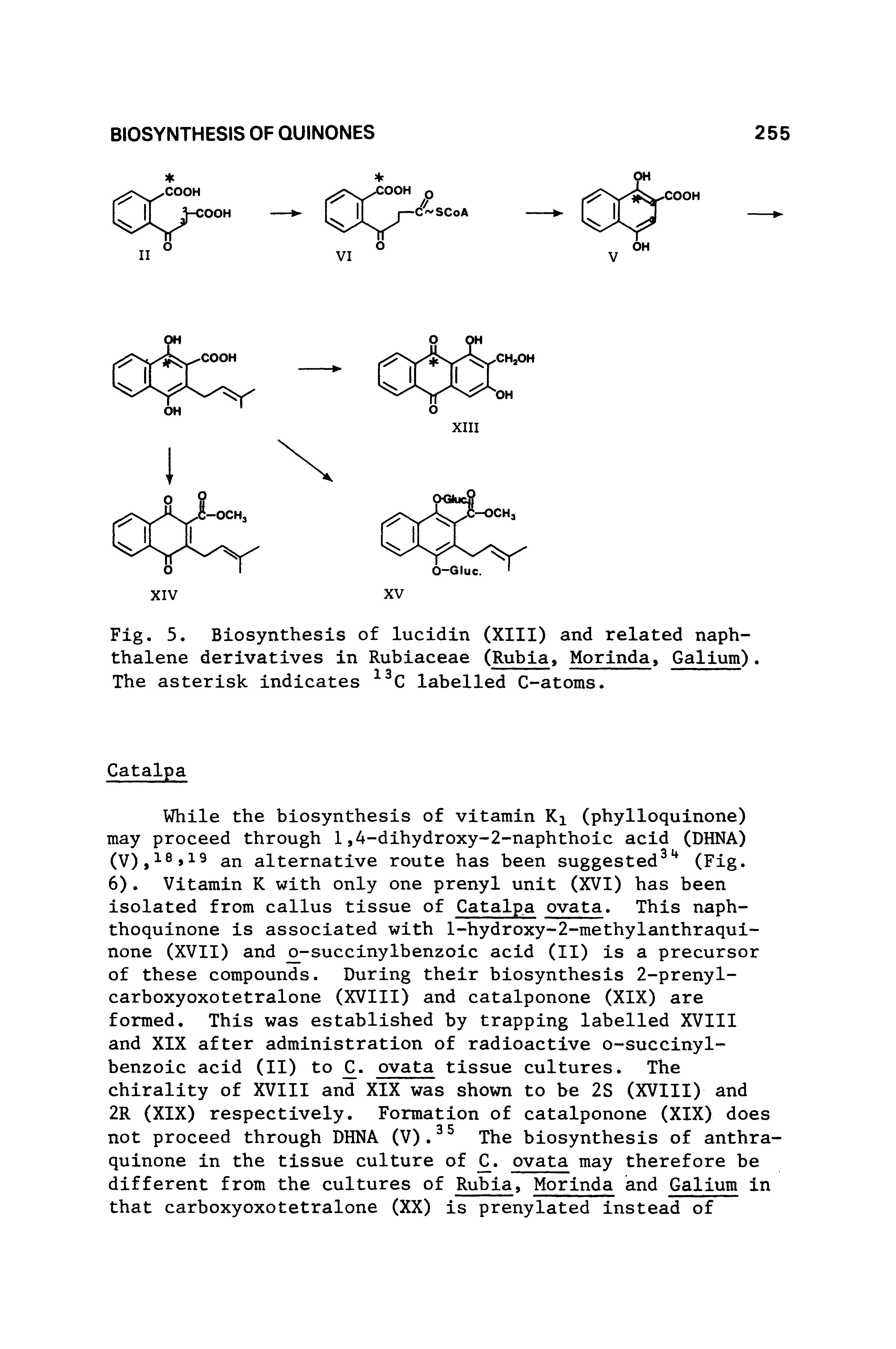 Fig. 5. Biosynthesis of lucidin (XIII) and related naphthalene derivatives in Rubiaceae (Rubia, Morinda, Galium). The asterisk indicates labelled C-atoms.