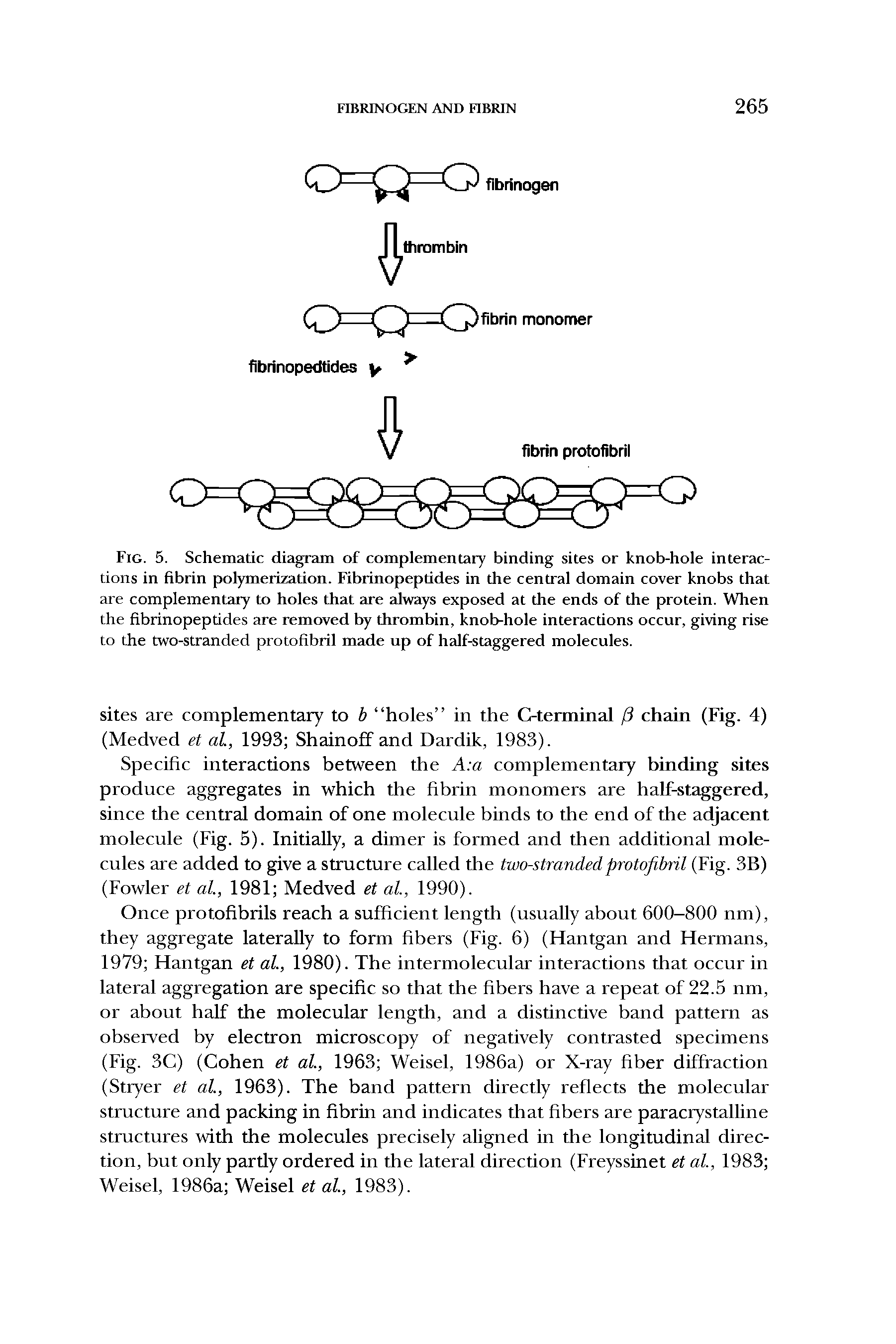 Fig. 5. Schematic diagram of complementary binding sites or knob-hole interactions in fibrin polymerization. Fibrinopeptides in the central domain cover knobs that are complementary to holes that are always exposed at the ends of the protein. When the fibrinopeptides are removed by thrombin, knob-hole interactions occur, giving rise to the two-stranded protofibril made up of half-staggered molecules.