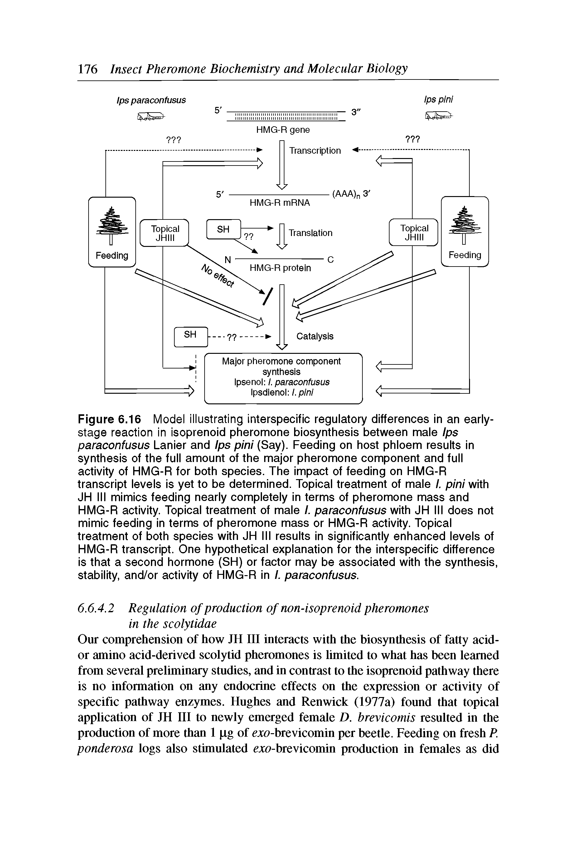 Figure 6.16 Model illustrating interspecific regulatory differences in an early-stage reaction in isoprenoid pheromone biosynthesis between male Ips paraconfusus Lanier and Ips pini (Say). Feeding on host phloem results in synthesis of the full amount of the major pheromone component and full activity of HMG-R for both species. The impact of feeding on HMG-R transcript levels is yet to be determined. Topical treatment of male I. pini with JH III mimics feeding nearly completely in terms of pheromone mass and HMG-R activity. Topical treatment of male I. paraconfusus with JH III does not mimic feeding in terms of pheromone mass or HMG-R activity. Topical treatment of both species with JH III results in significantly enhanced levels of HMG-R transcript. One hypothetical explanation for the interspecific difference is that a second hormone (SH) or factor may be associated with the synthesis, stability, and/or activity of HMG-R in I. paraconfusus.