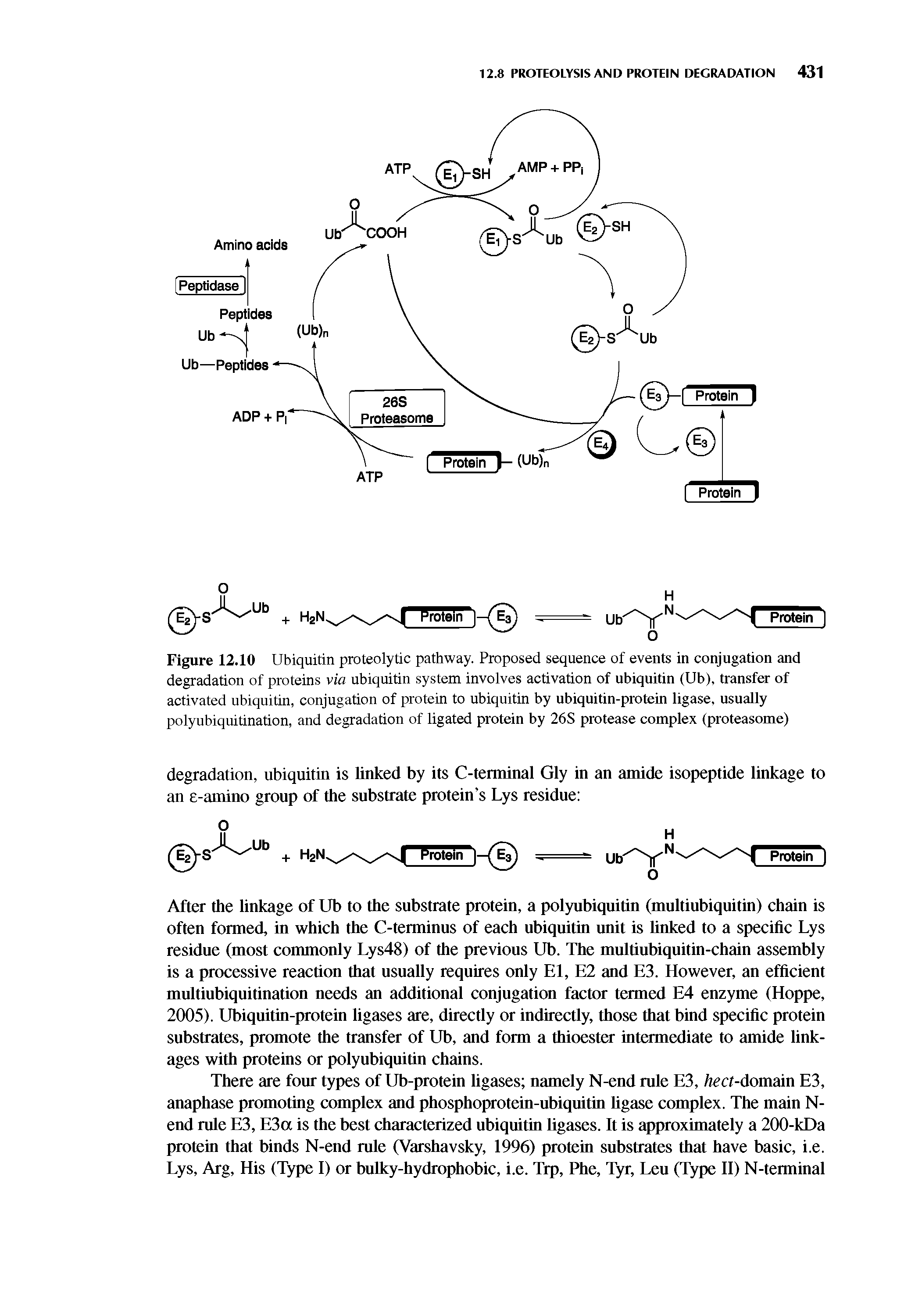 Figure 12.10 Ubiquitin proteolytic pathway. Proposed sequence of events in conjugation and degradation of proteins via ubiquitin system involves activation of ubiquitin (Ub), transfer of activated ubiquitin, conjugation of protein to ubiquitin by ubiquitin-protein ligase, usuaUy polyubiquitination, and degradation of ligated protein by 26S protease complex (proteasome)...