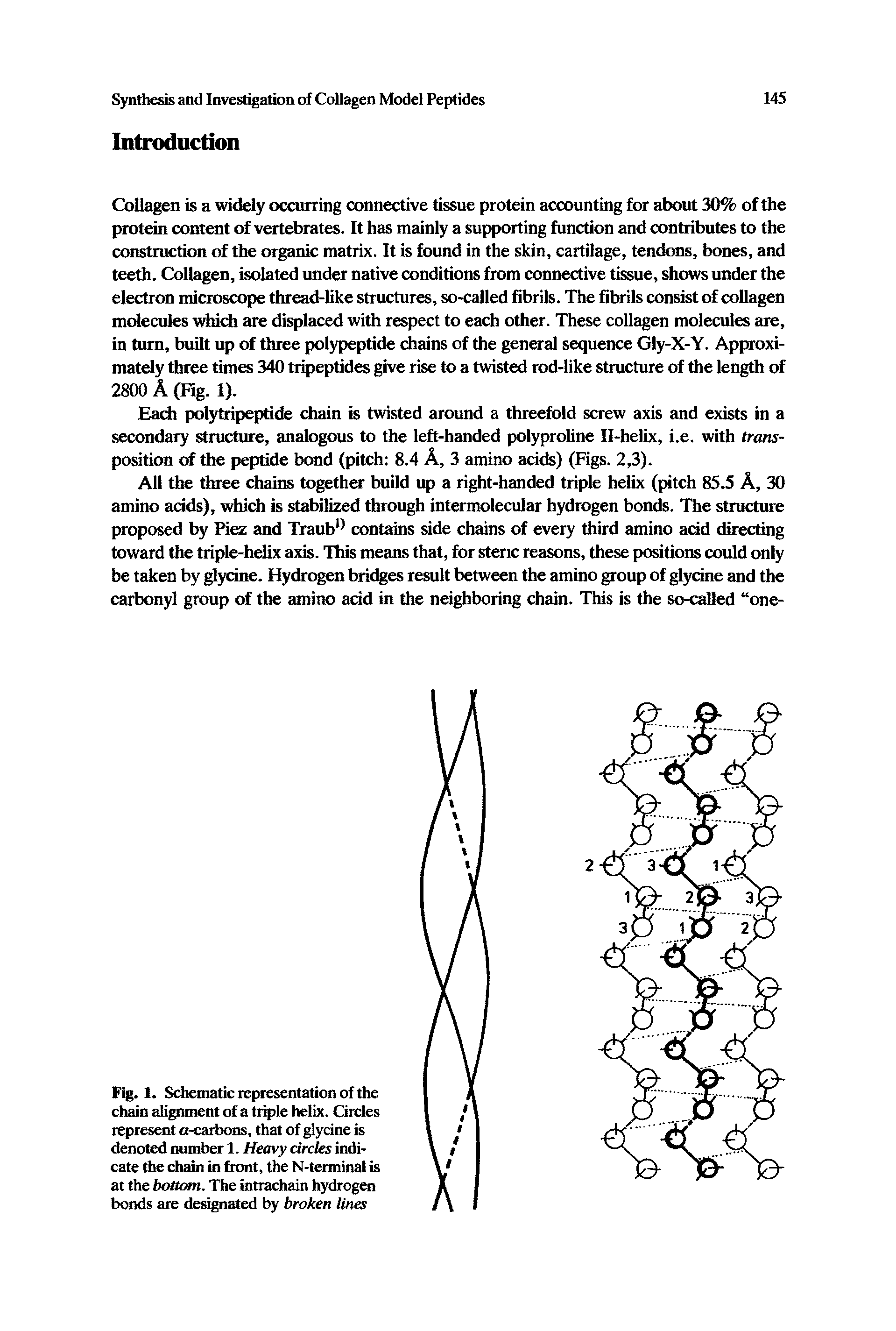 Fig. 1. Schematic representation of the chain alignment of a triple helix. Circles represent o-carbons, that of glycine is denoted number 1. Heavy circles indicate the chain in front, the N-terminal is at the bottom. The intrachain hydrogen bonds are designated by broken lines...