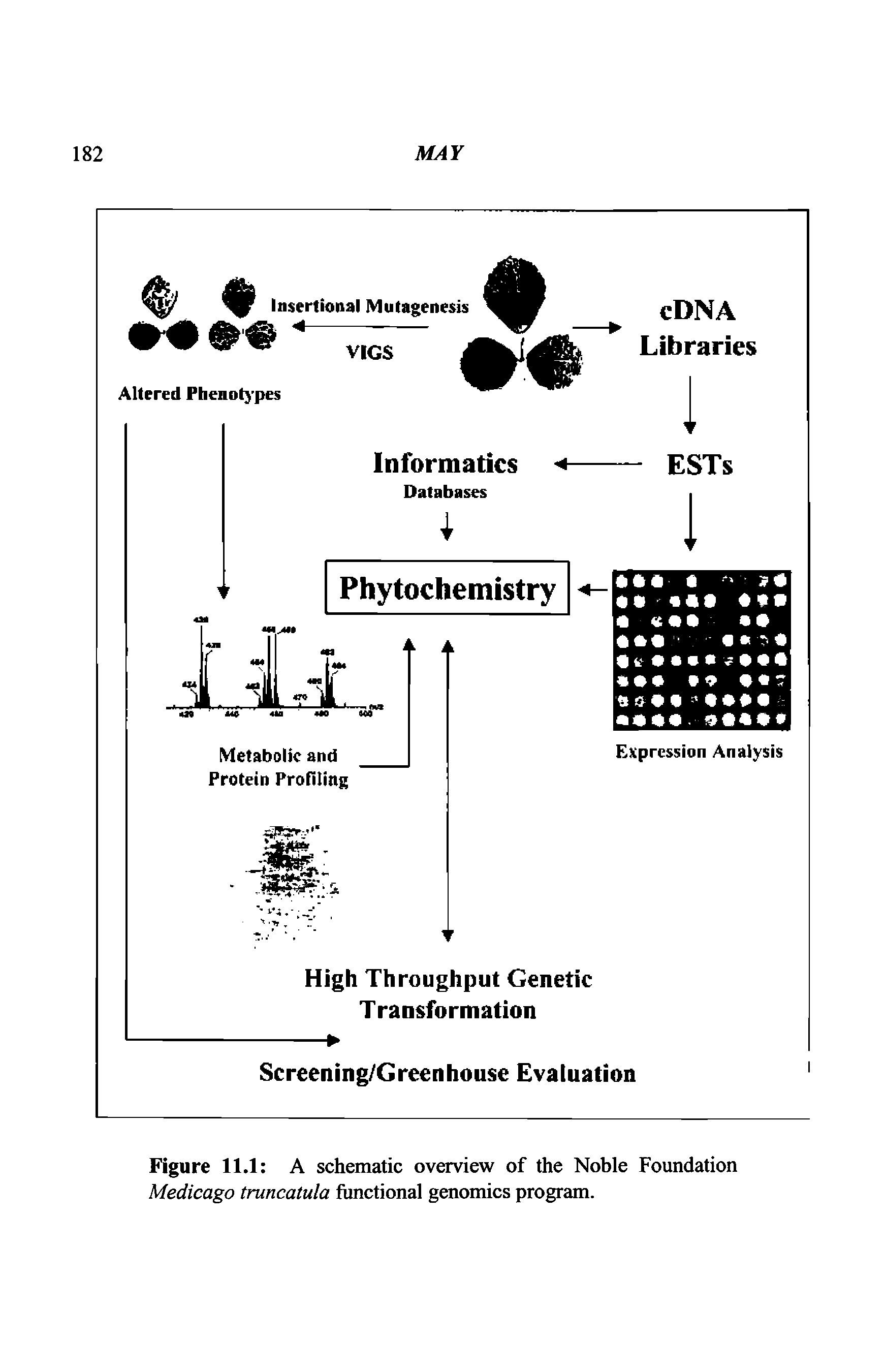Figure 11.1 A schematic overview of the Noble Foundation Medicago truncatula functional genomics program.