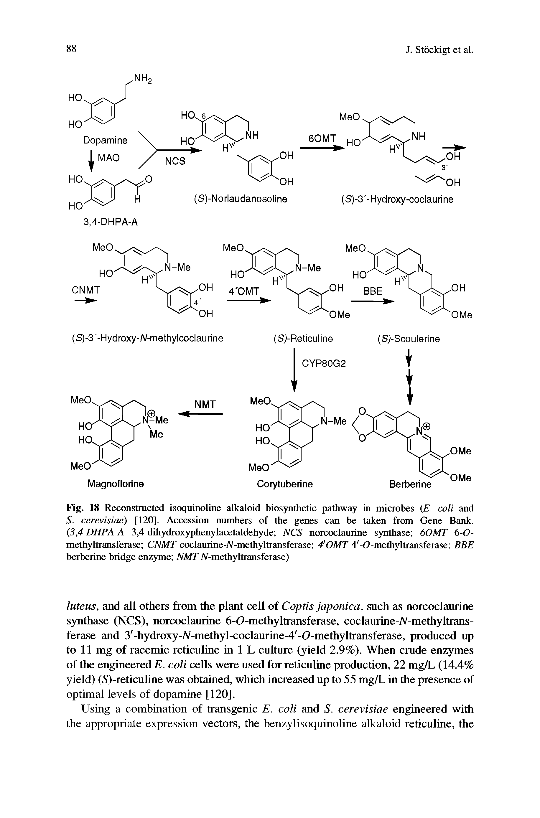 Fig. 18 Reconstructed isoquinoline alkaloid biosynthetic pathway in microbes (E. coli and S. cerevisiae) [120]. Accession numbers of the genes can be taken from Gene Bank. C3,4-DHPA-A 3,4-dihydroxyphenylacetaldehyde NCS norcoclaurine synthase 60MT 6-0-methyltransferase CNMT coclaurine-/V-mcthyltransferase 4 OMT 4 -0-methyltransferase BBE berberine bridge enzyme NMT /V-methyltransferase)...