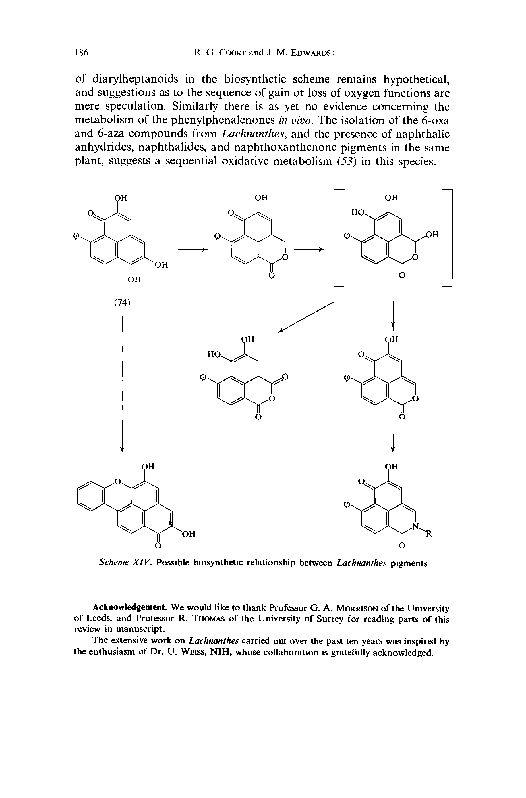 Scheme XIV. Possible biosynthetic relationship between Lachnanthe, pigments...